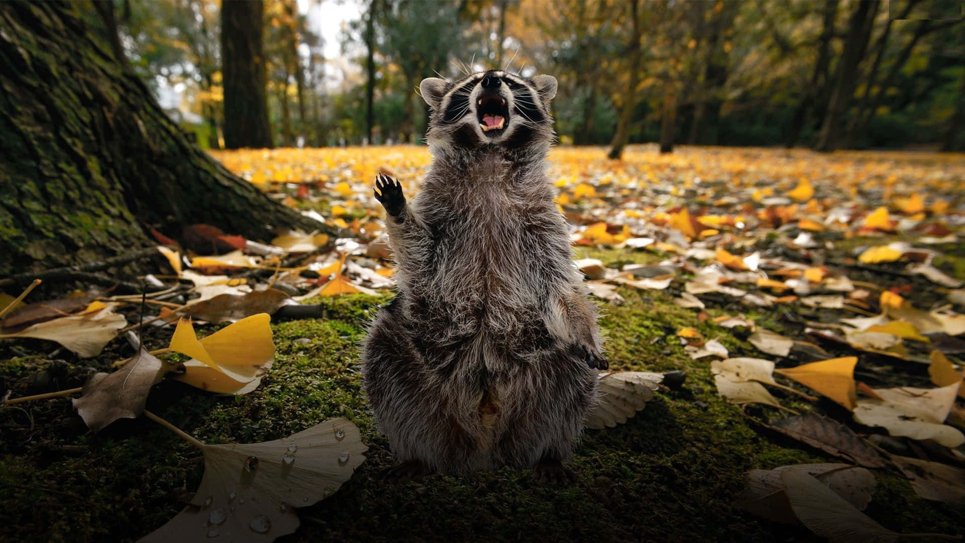 Download Funny Raccoon Picture Screaming In Autumn Forest Picture