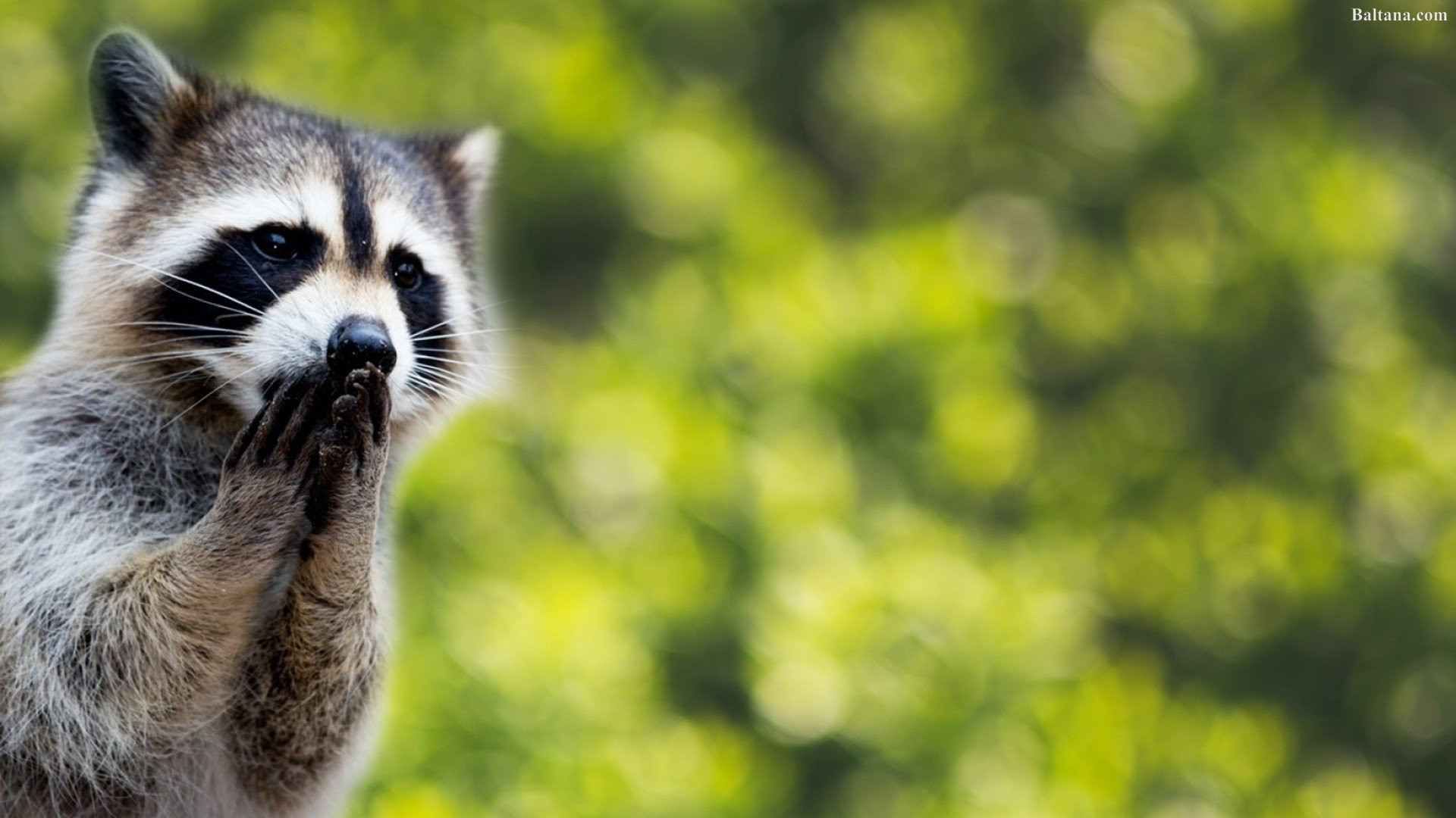 Raccoon Wallpaper HD 78014