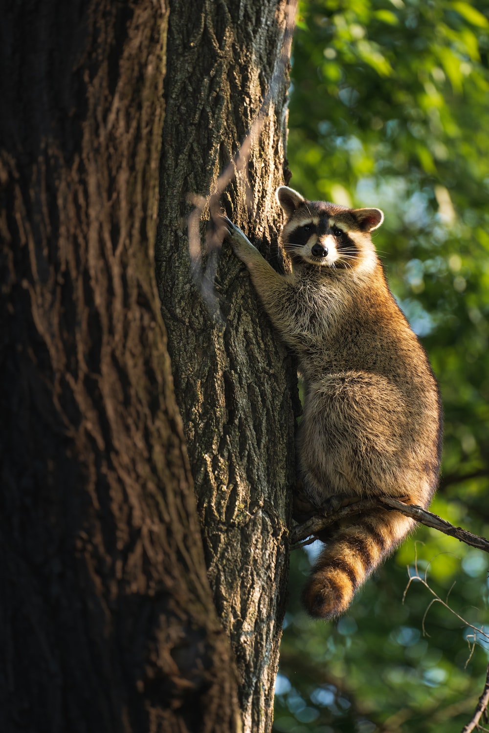Raccoon Picture. Download Free Image