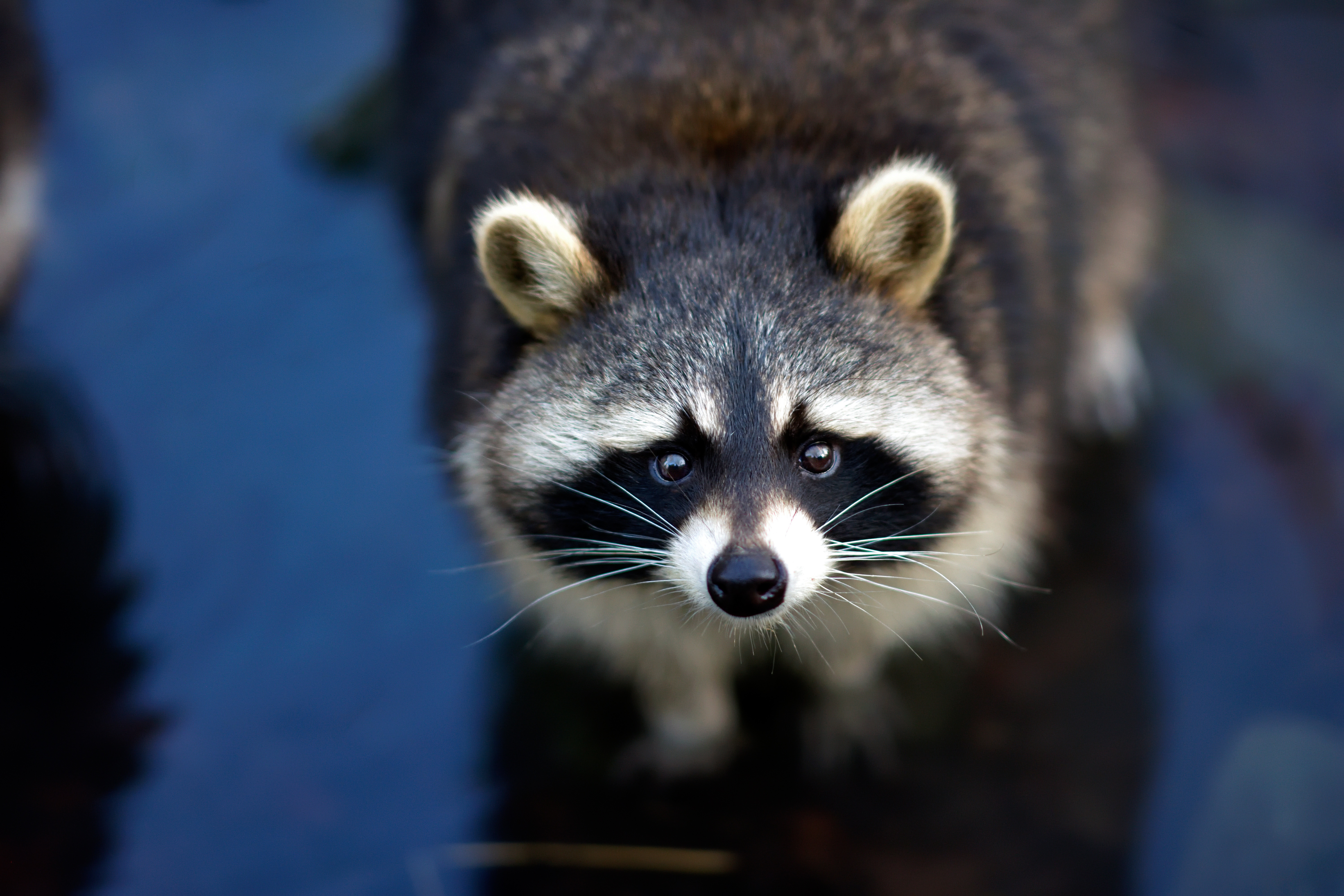 Curious raccoon with black nose in water Desktop wallpaper 2560x1600