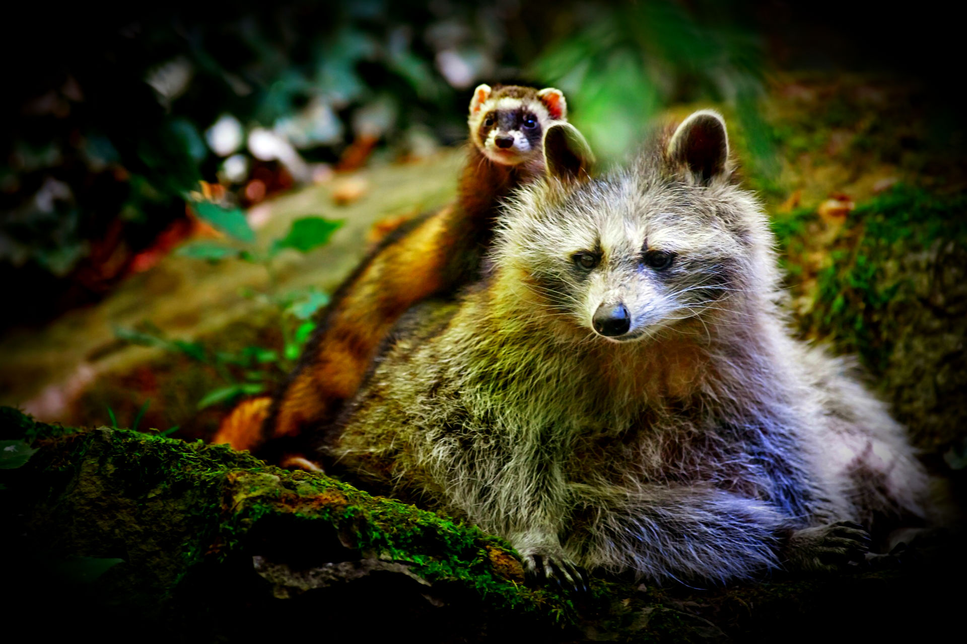 Raccoon HD Wallpaper and Background