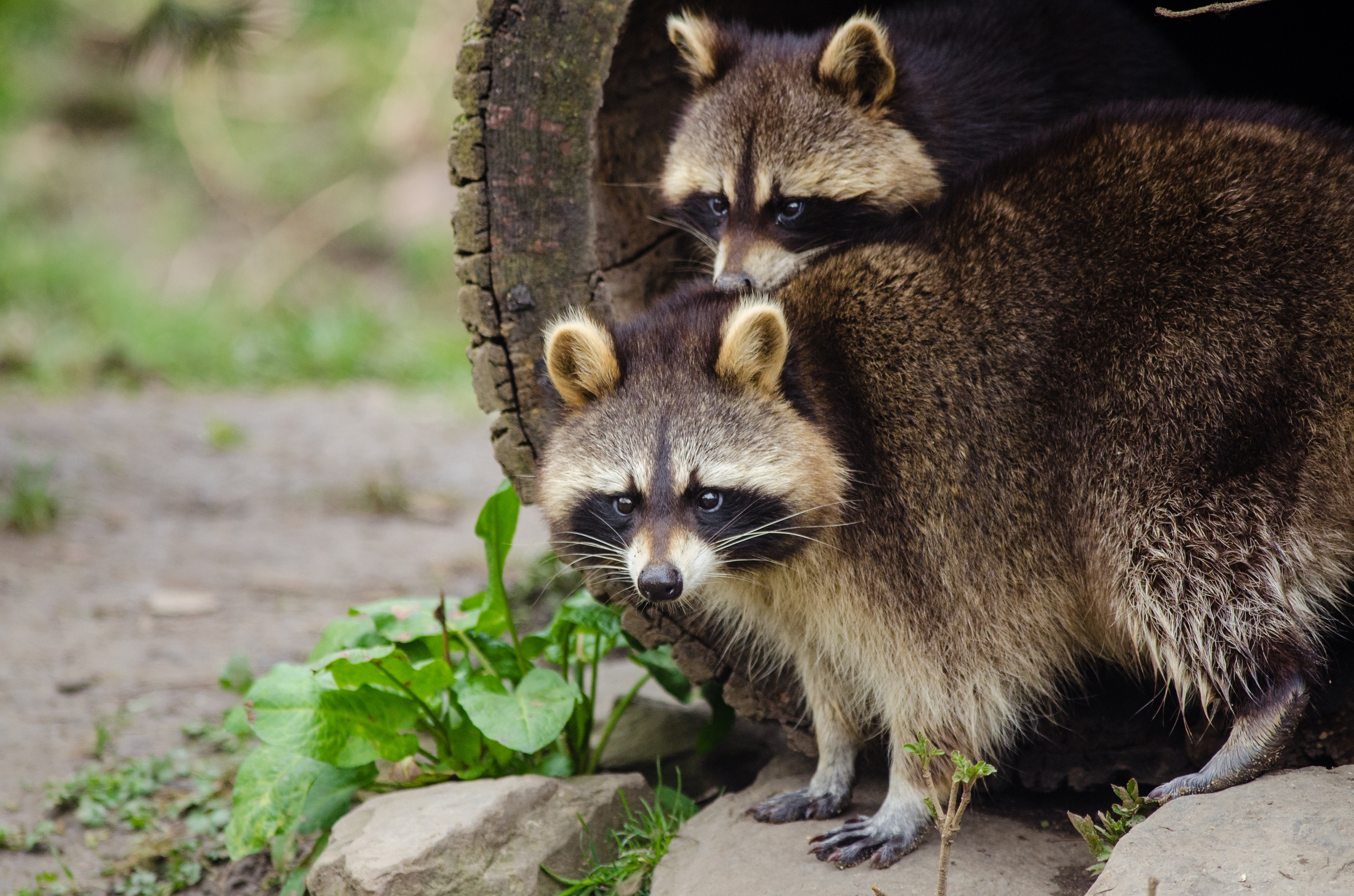 Two funny raccoon climbs out of wood Desktop wallpaper 1400x1050