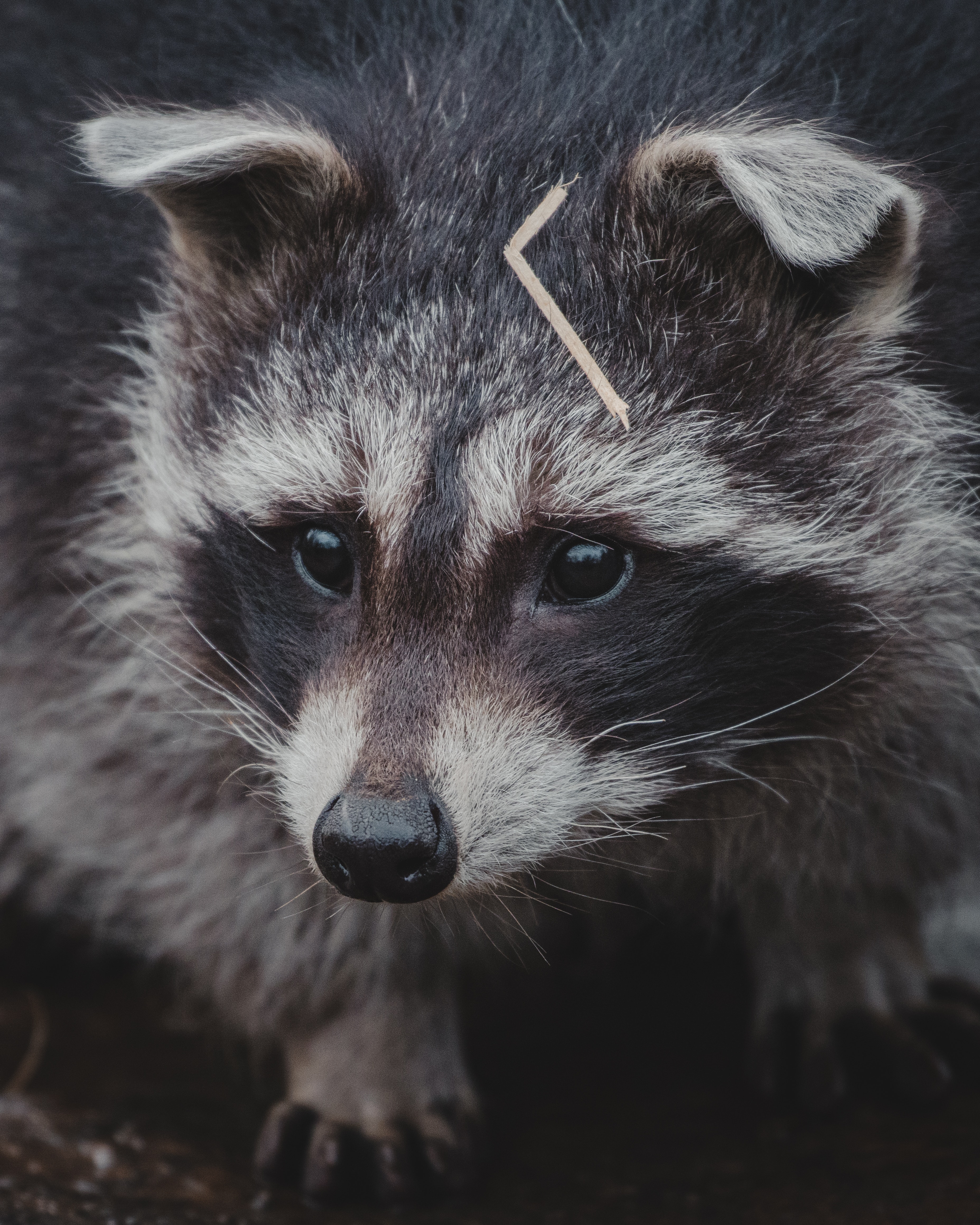Raccoons Photo, Download The BEST Free Raccoons & HD Image