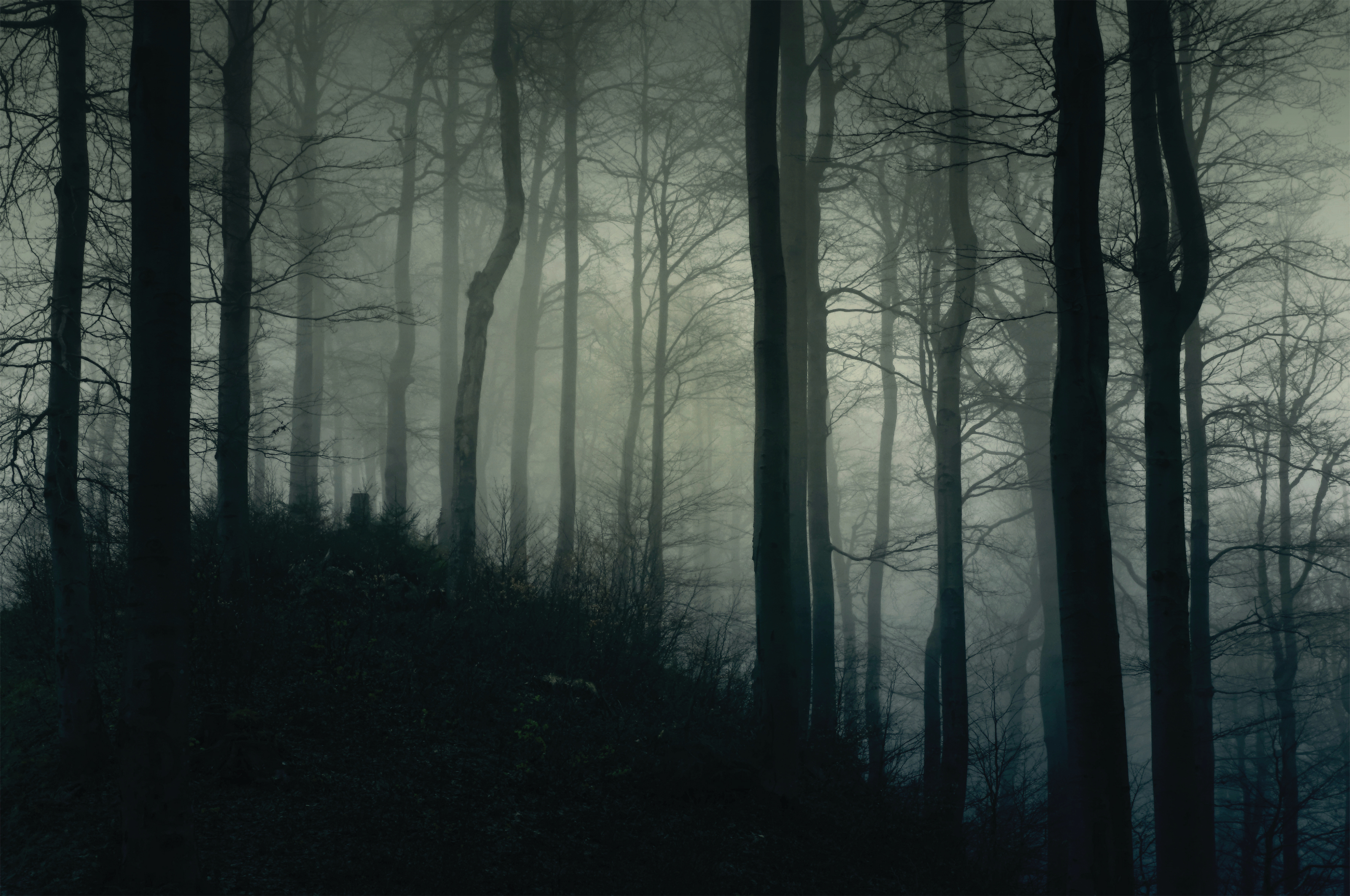 Foggy Dark Forest Mural Wallpaper Your Way