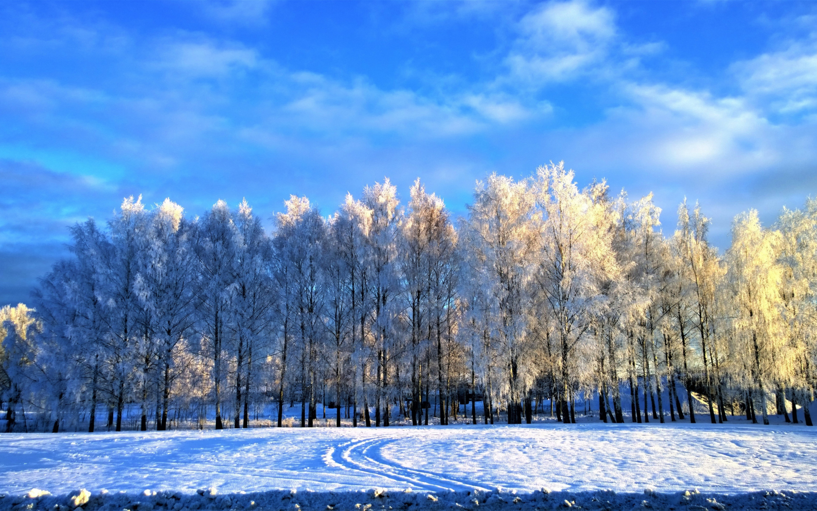 Download wallpaper 1680x1050 trees, winter, landscape, 16:10 widescreen 1680x1050 HD background, 1407