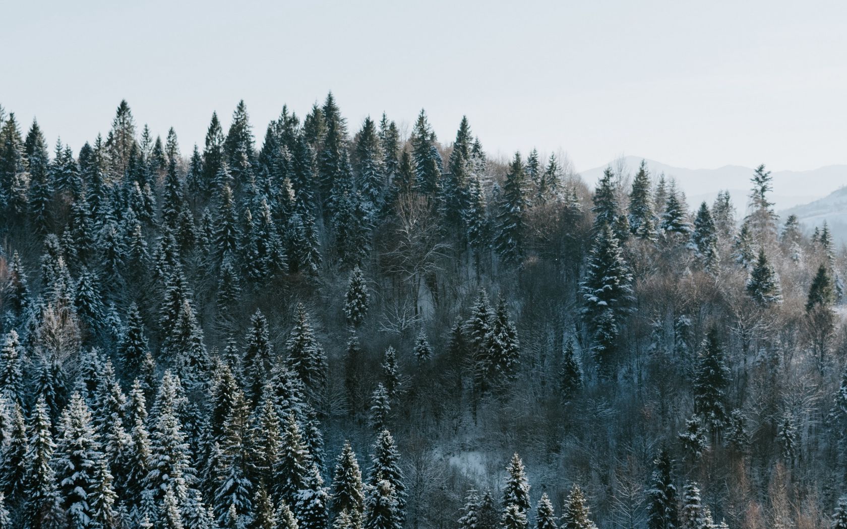 Download wallpaper 1680x1050 trees, winter, forest, aerial view, snowy widescreen 16:10 HD background