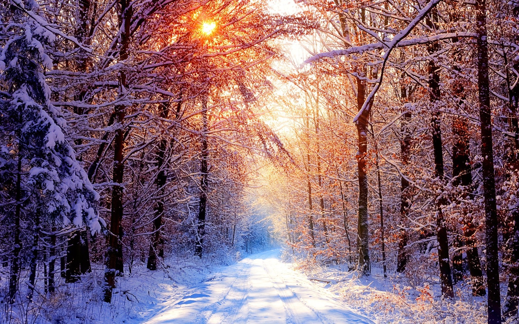 forest winter sunlight nature wallpaper JPG 977 kB