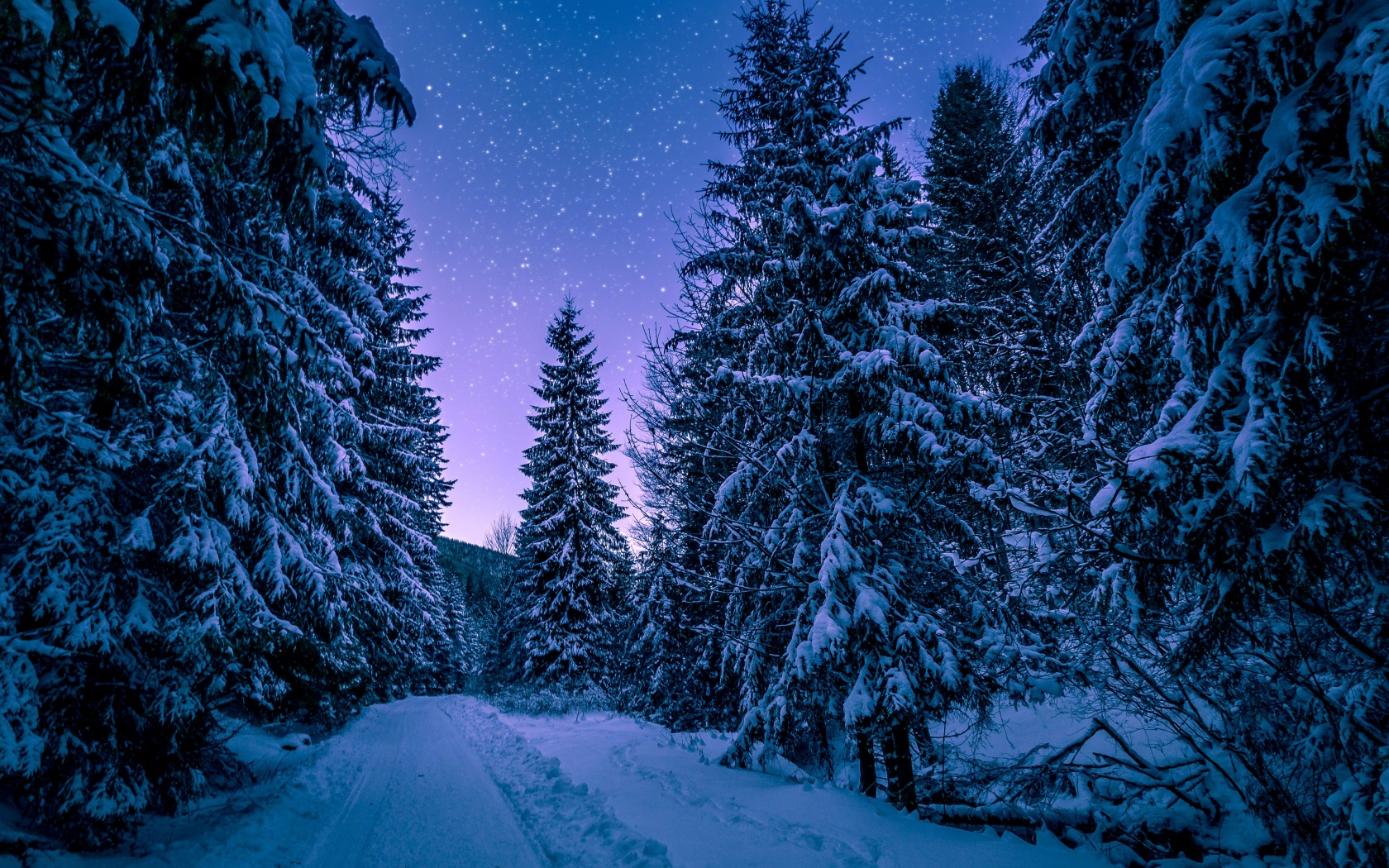 Winter Snowy Pine Trees Forest 4K Wallpaper