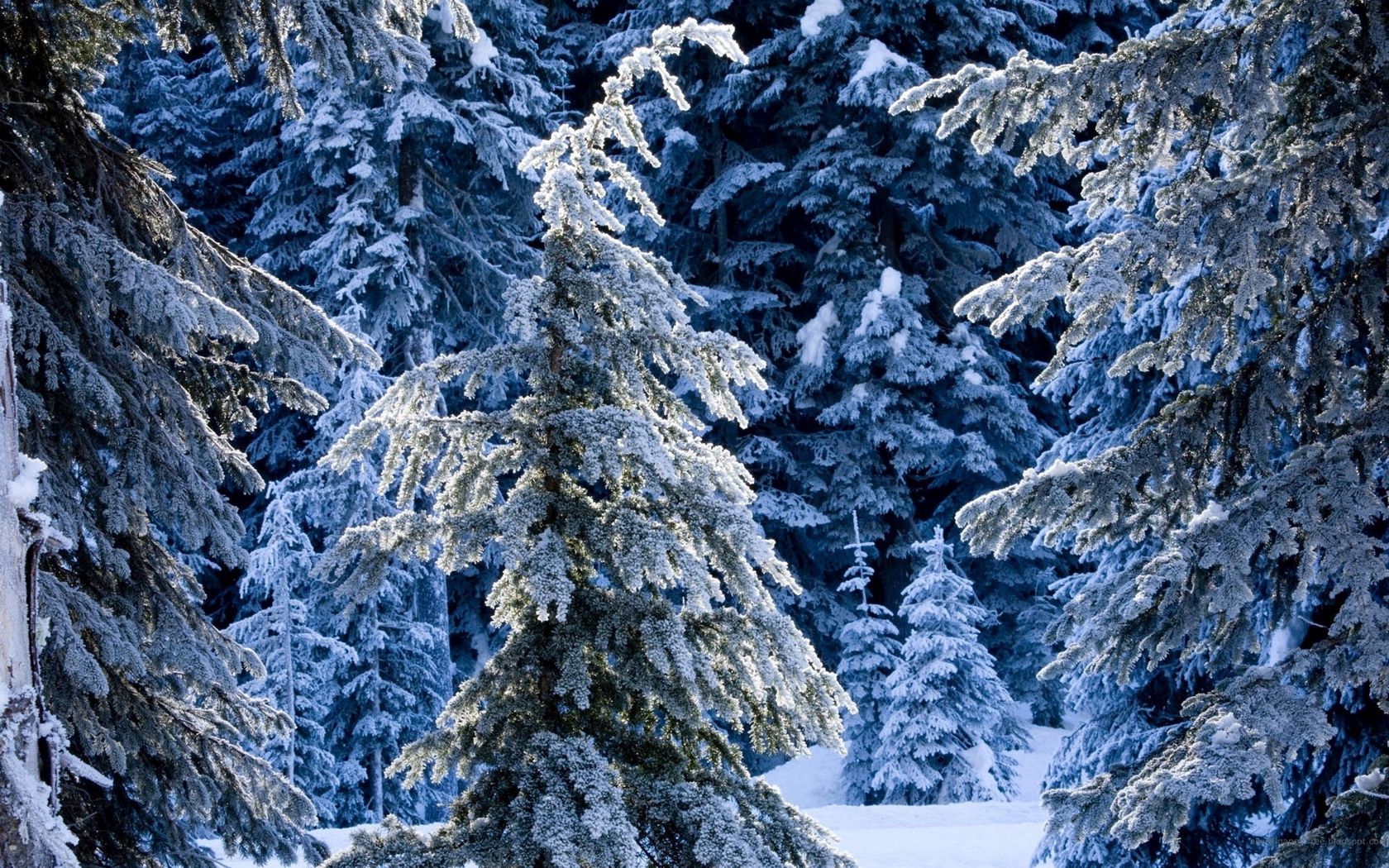 Download Wallpaper 1680x1050 Winter, Fir Trees, Pines, Snow, Silence, Wood, Coniferous Widescreen 16:10 HD Background