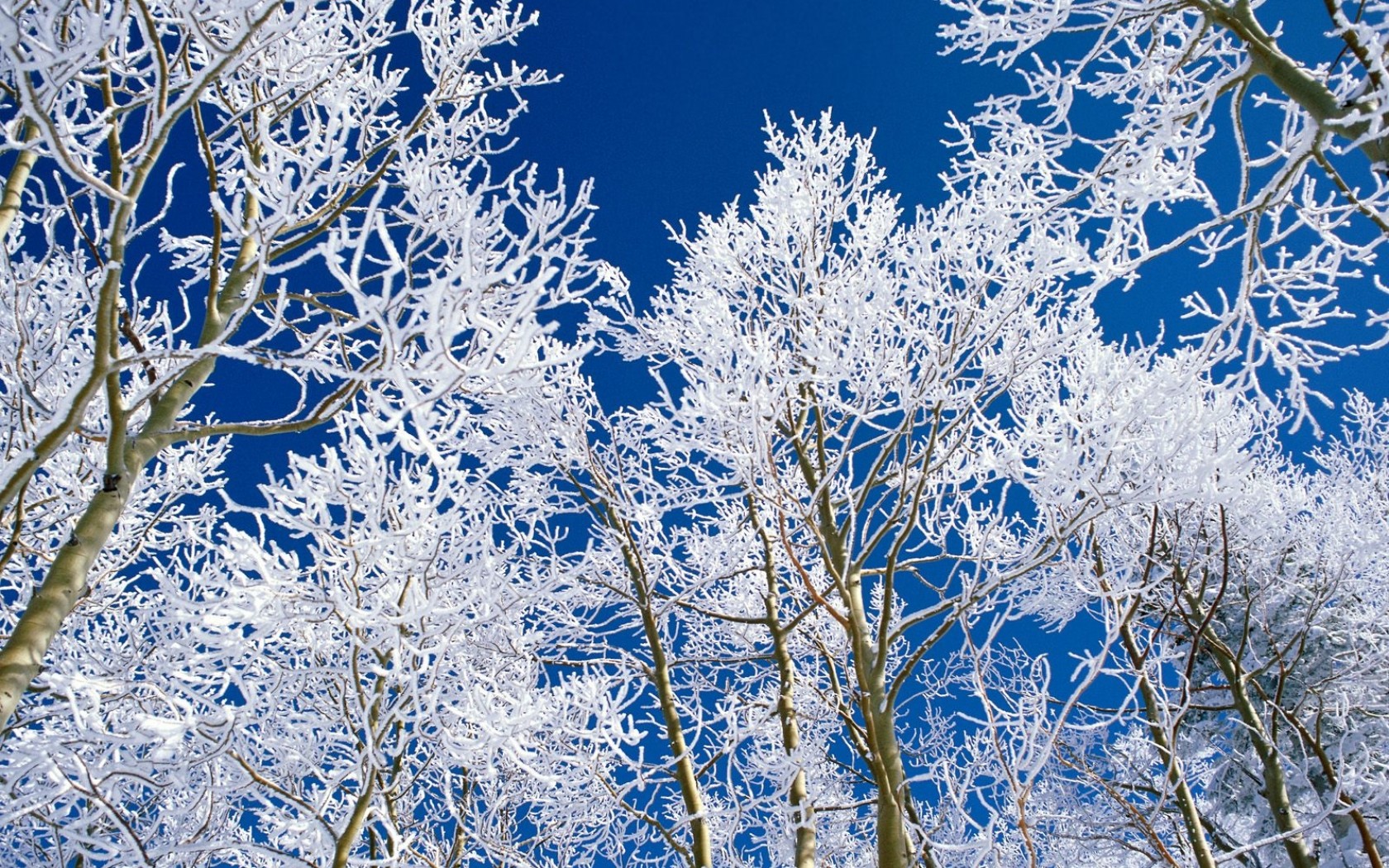 Looking Up at the Winter Trees HD Wallpaper 1680x1050