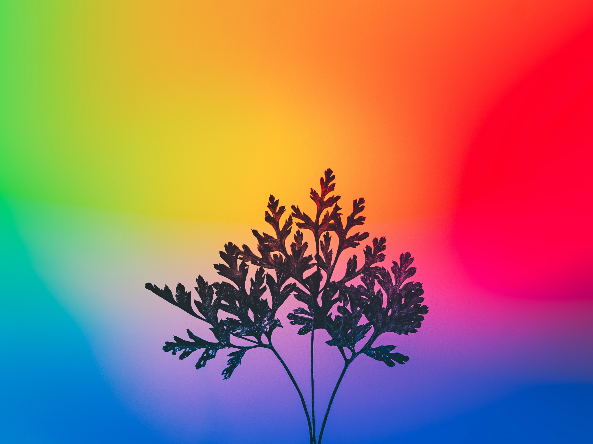 Herbal plant Wallpaper 4K, Gradient background, RGB Light