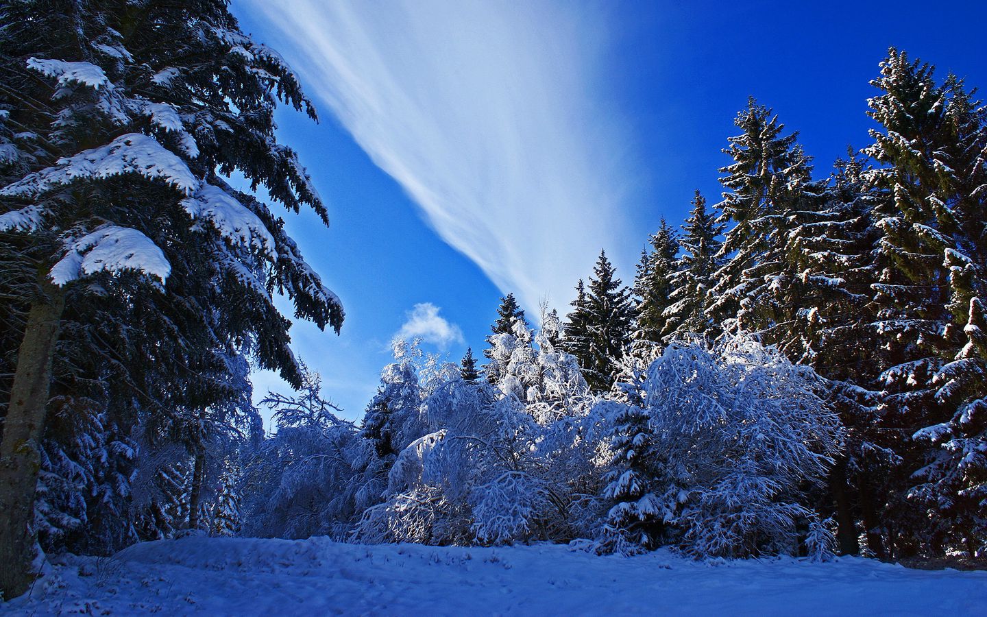 Download wallpaper 1440x900 winter, forest, snow, sky widescreen 16:10 HD background