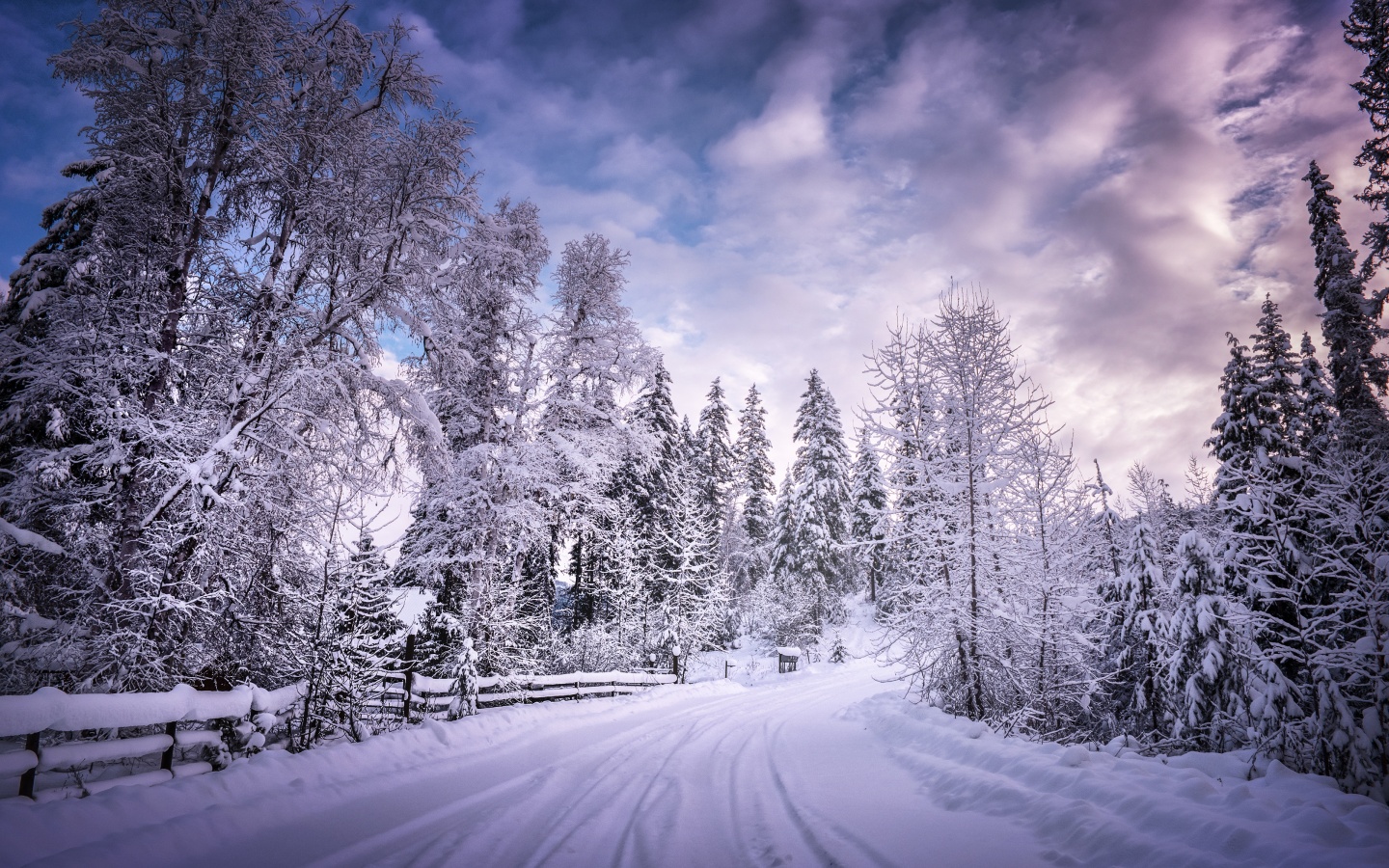 Snowy Trees Wallpaper 4K, Winter Road, Snow covered