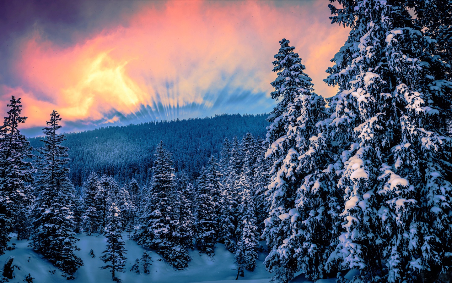 Sunrise over the snowy forest in winter Desktop wallpaper 1440x900