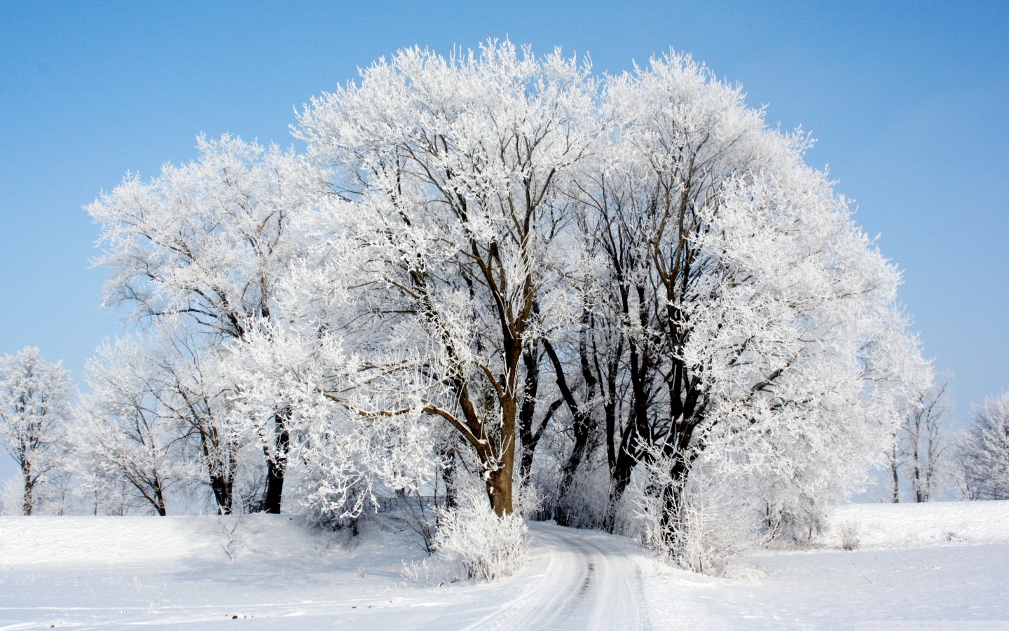 Winter Ultra HD Desktop Background Wallpaper for 4K UHD TV, Widescreen & UltraWide Desktop & Laptop, Tablet