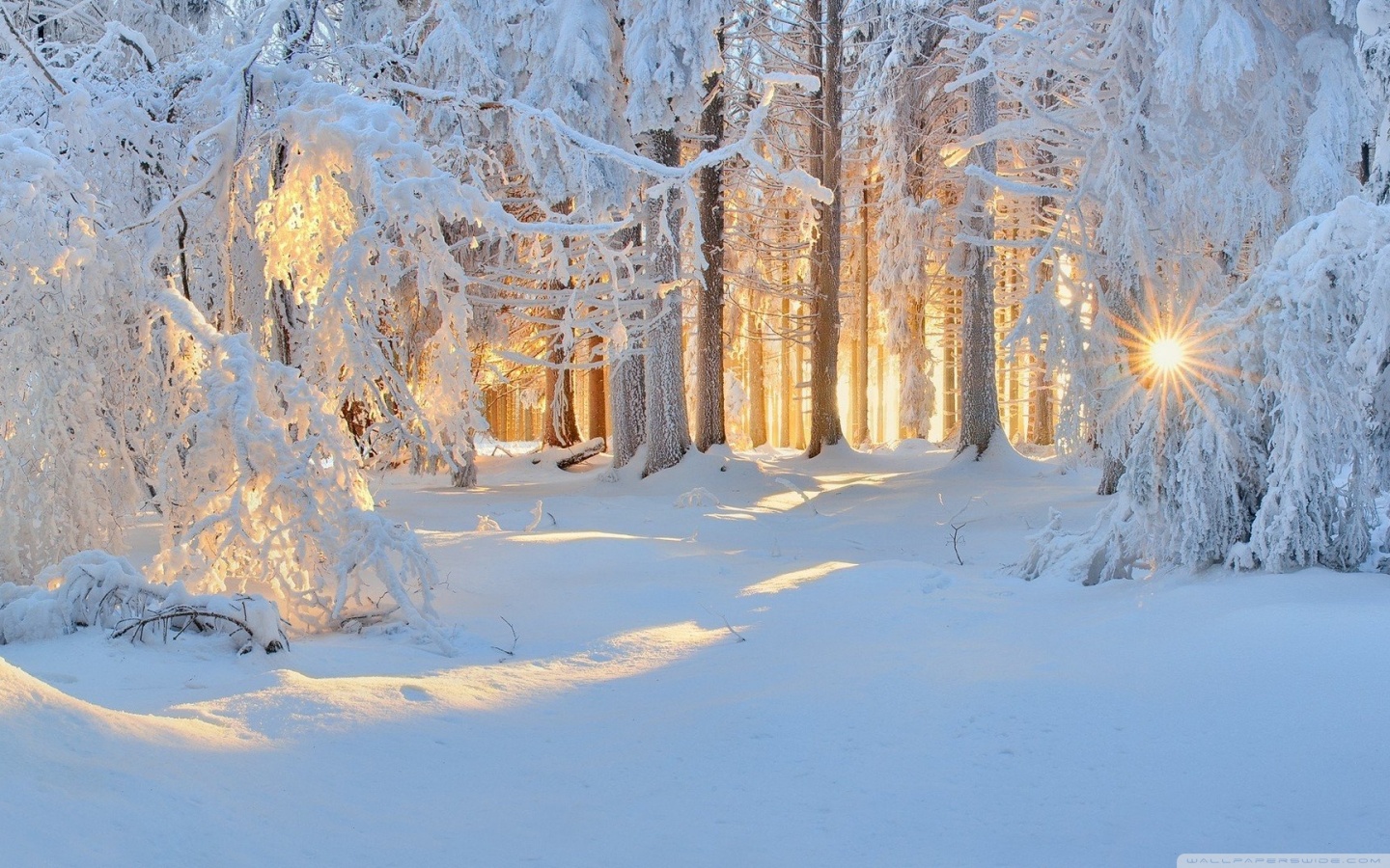 Winter Ultra HD Desktop Background Wallpaper for 4K UHD TV, Widescreen & UltraWide Desktop & Laptop, Tablet