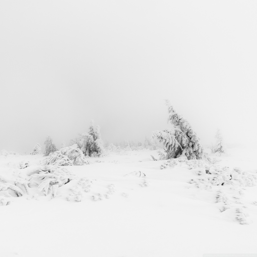 Winter Fog White Snow Trees Aesthetic Ultra HD Desktop Background Wallpaper for 4K UHD TV, Widescreen & UltraWide Desktop & Laptop, Multi Display, Dual Monitor, Tablet