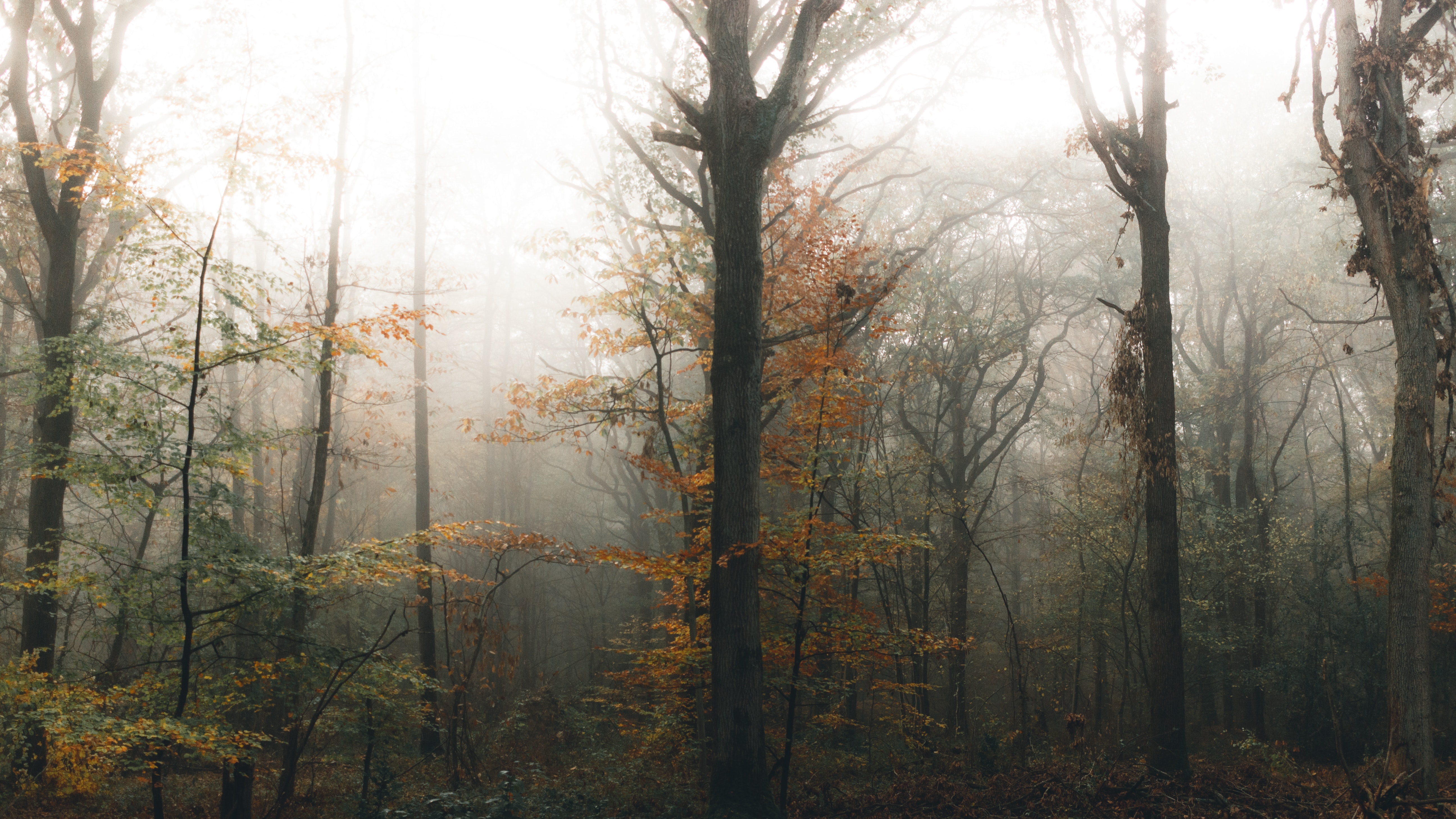 Majestic autumn trees in forest on foggy day · Free