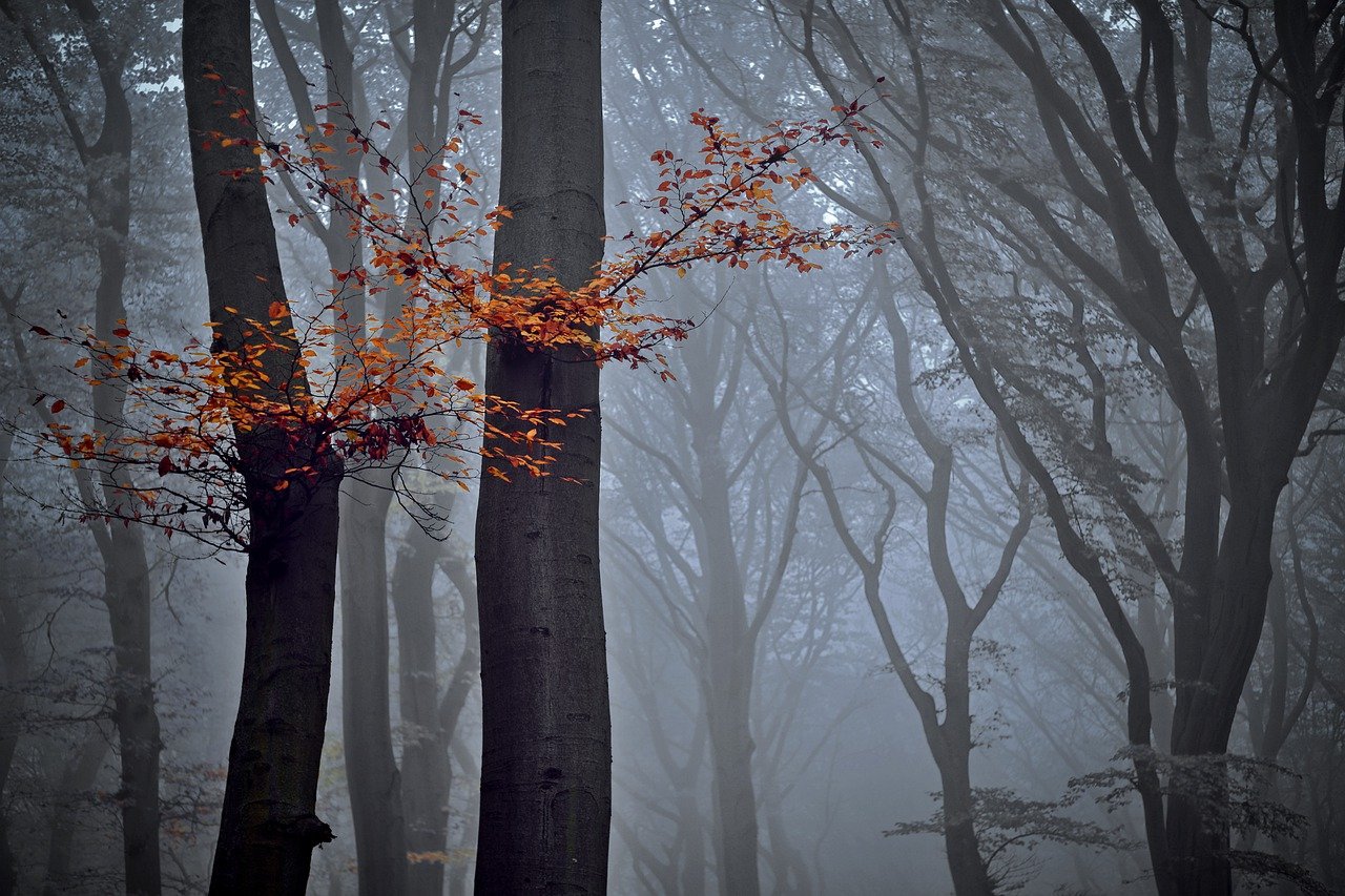 Free Autumn Fog & Autumn Image