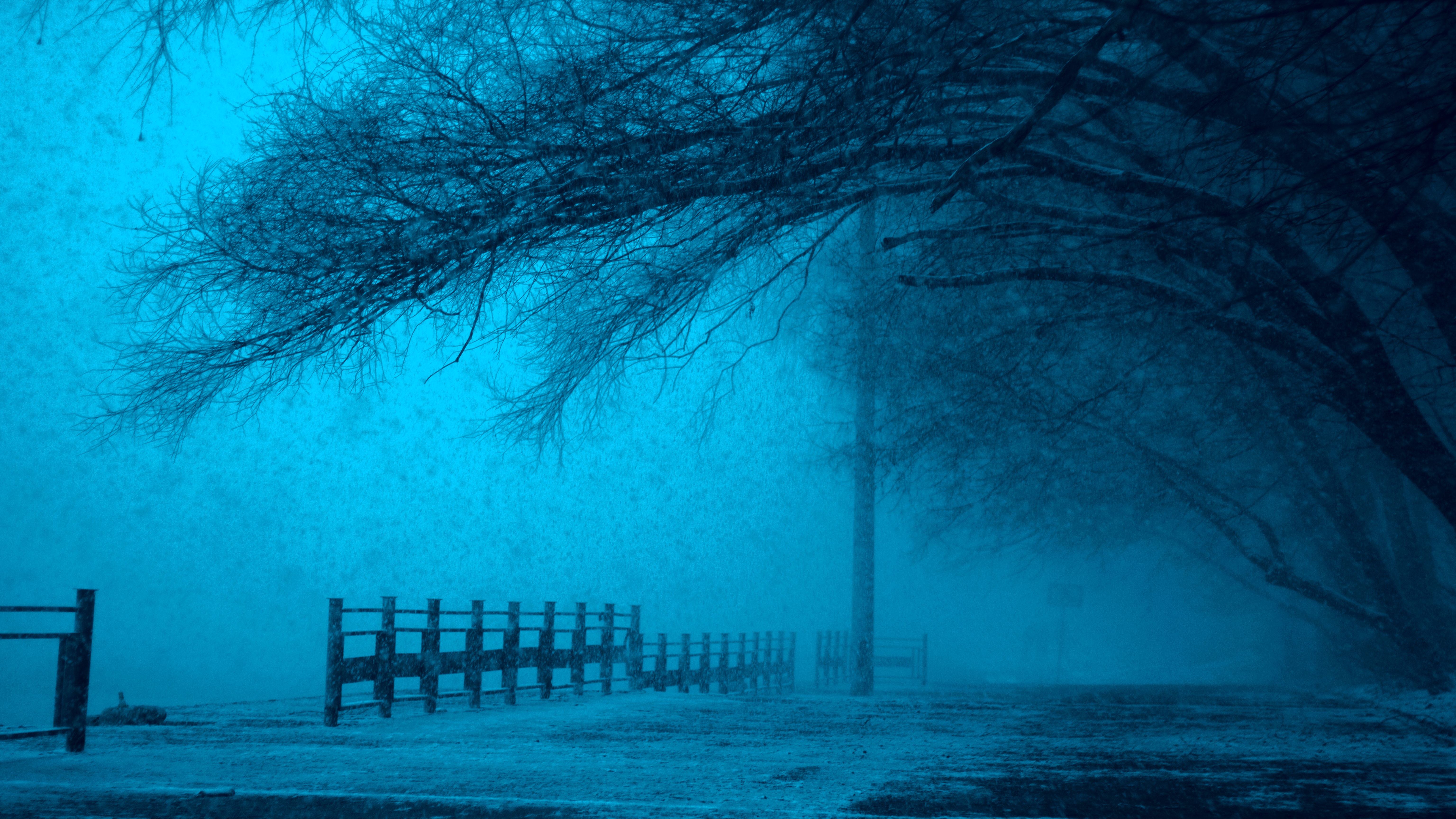 Free Image, tree, winter, fog, mist
