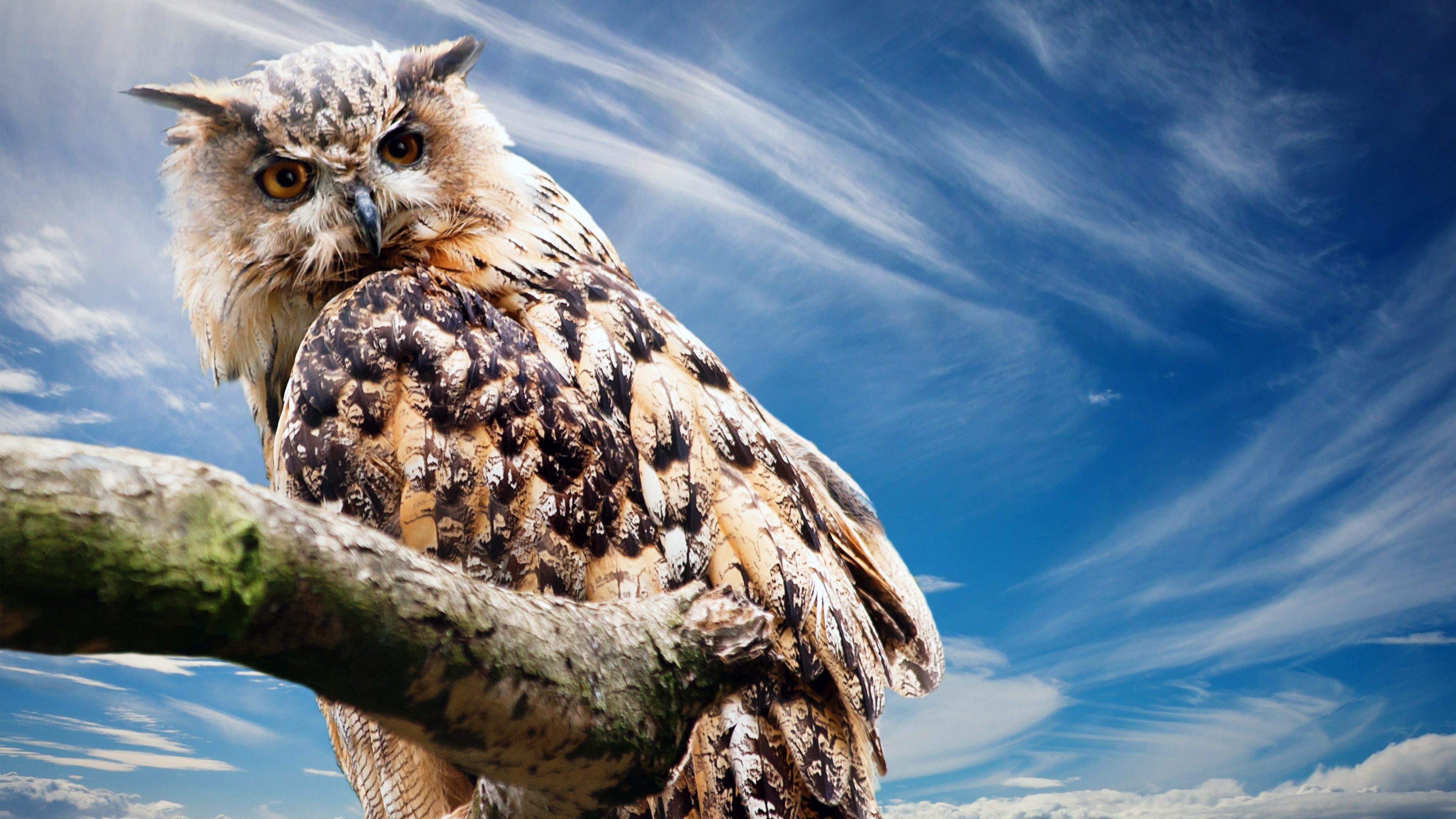 4K Great horned owl Wallpaper and Background Image