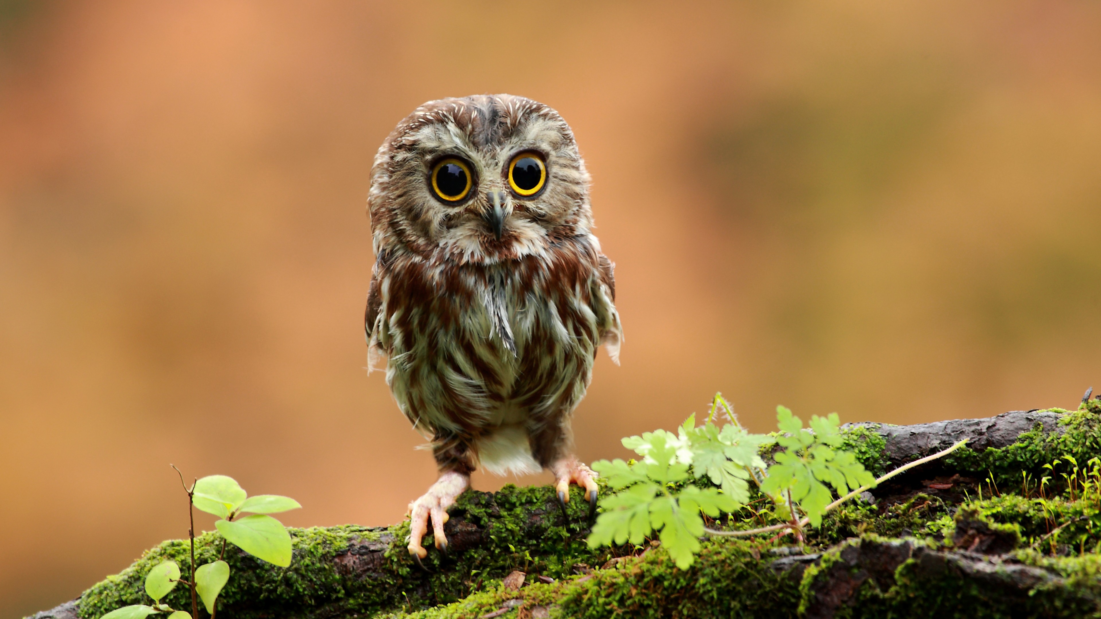 Wallpaper Owl, chicken, forest, eyes, Animals