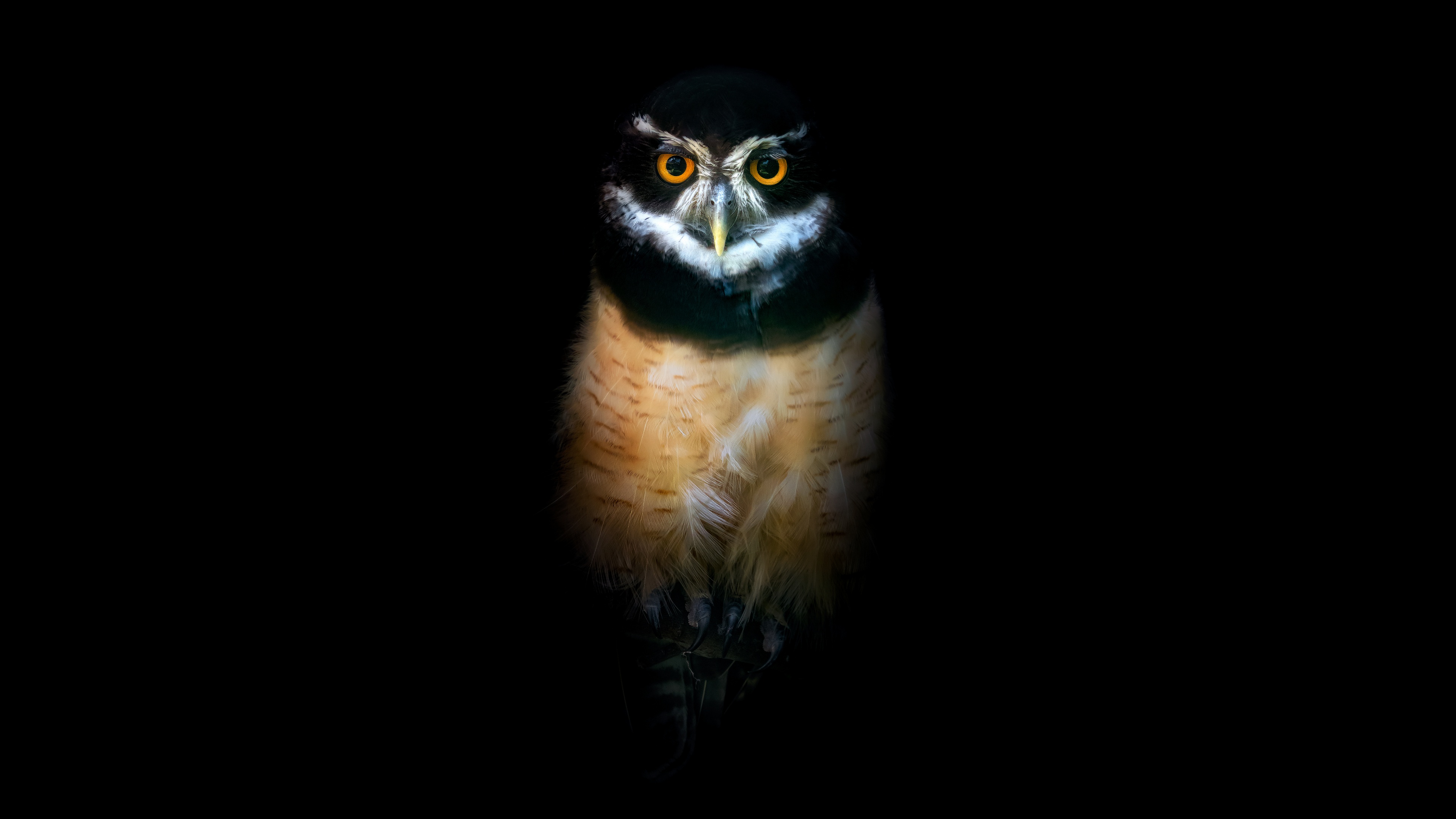 Owl Wallpaper 4K, Night, Wildlife, Black background