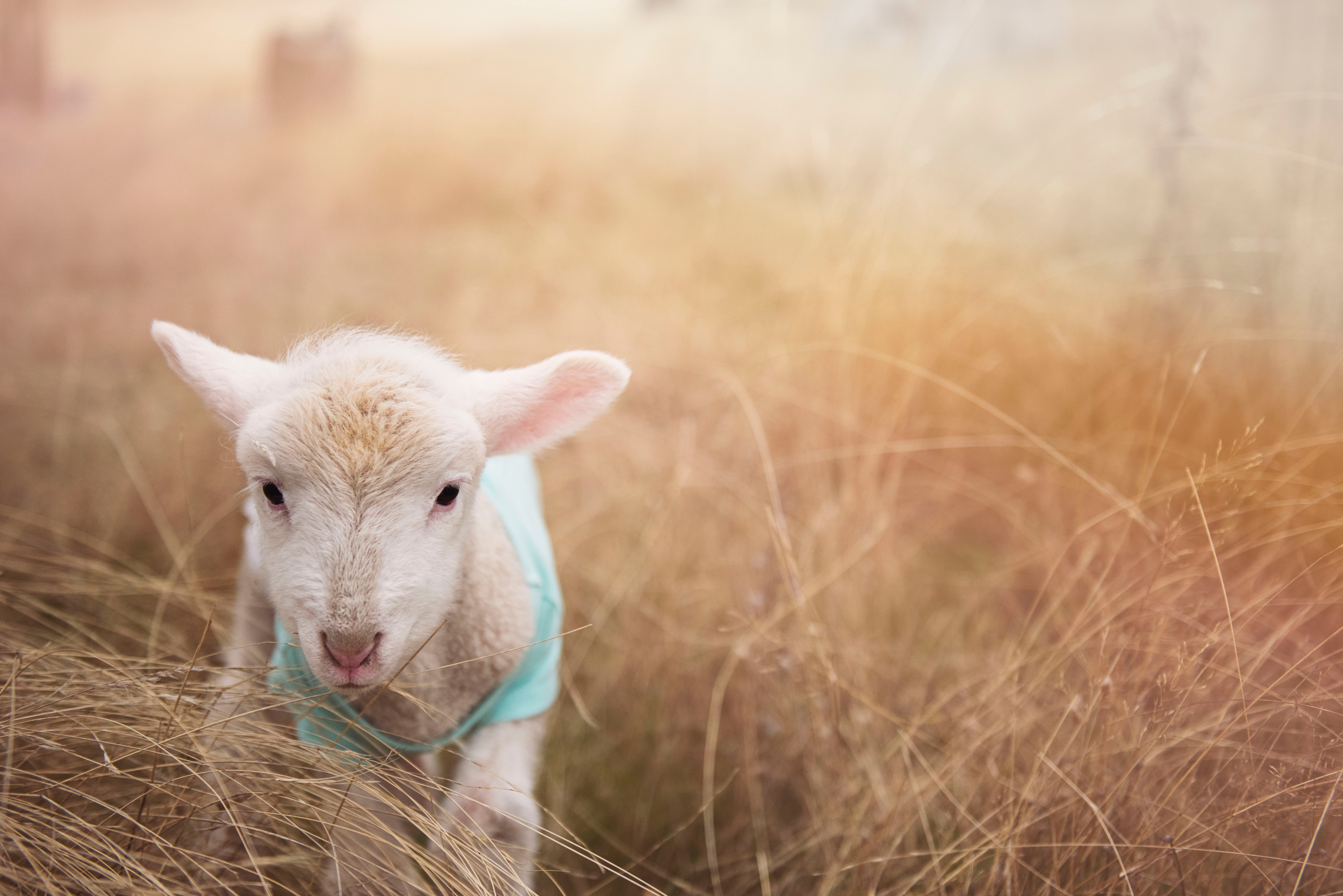 Lamb Photo, Download The BEST Free Lamb & HD Image