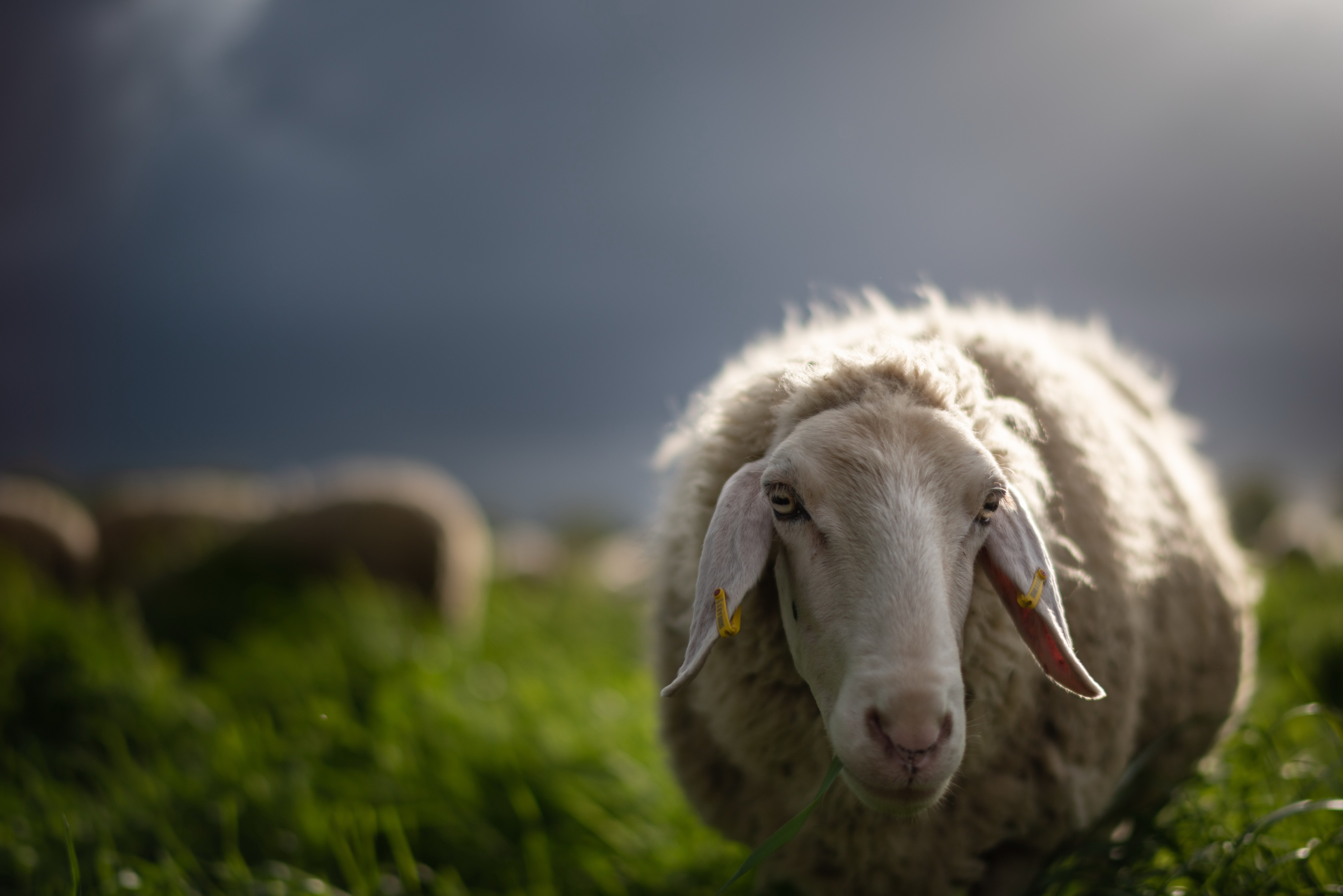 Animal Sheep 4k Ultra HD Wallpaper
