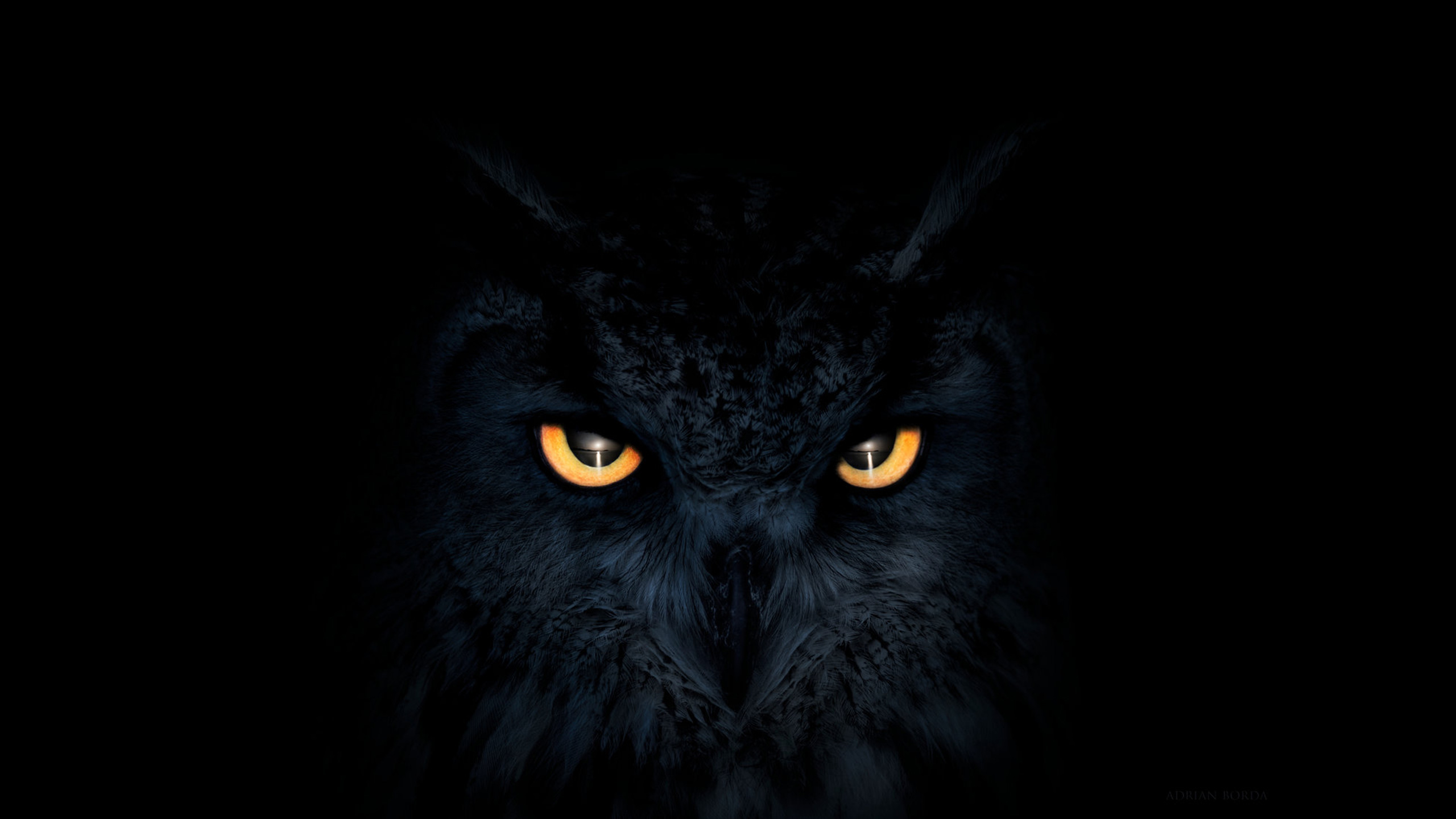 Owl Dark Glowing Eyes, HD Artist, 4k Wallpaper, Image, Background, Photo and Picture