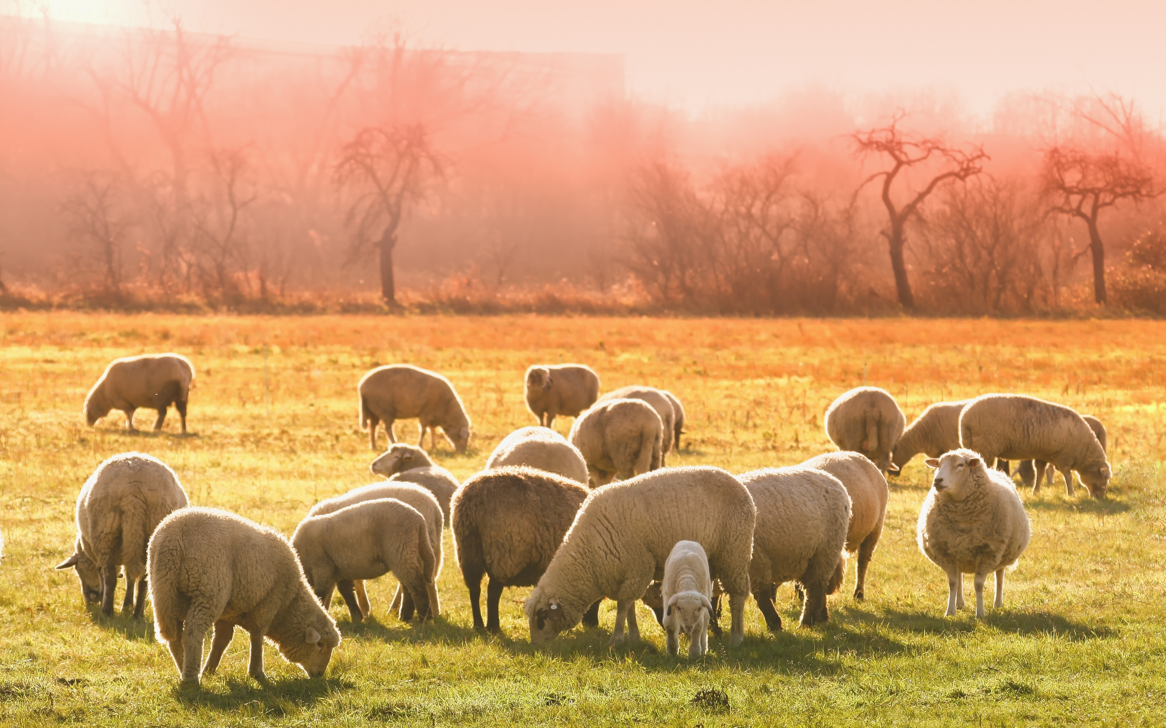 Download wallpaper 3840x2400 sheep, herd, grazing, animals 4k wallaper, 4k ultra HD 16:10 wallpaper, 3840x2400 HD background, 8255