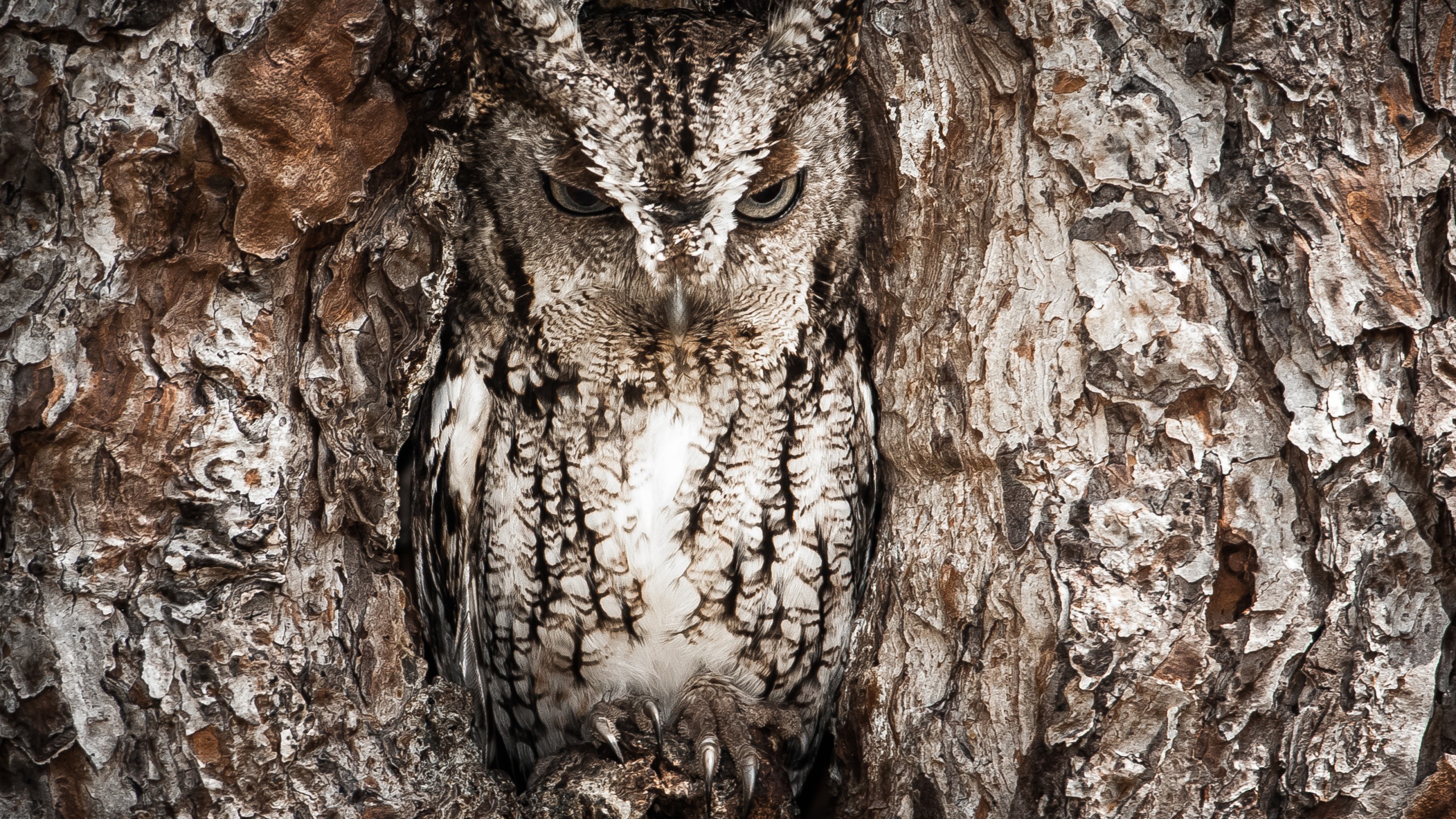 Wallpaper National Geographic, 4k, HD wallpaper, Owl, Hidden, Tree, Masking, Funny, Animals