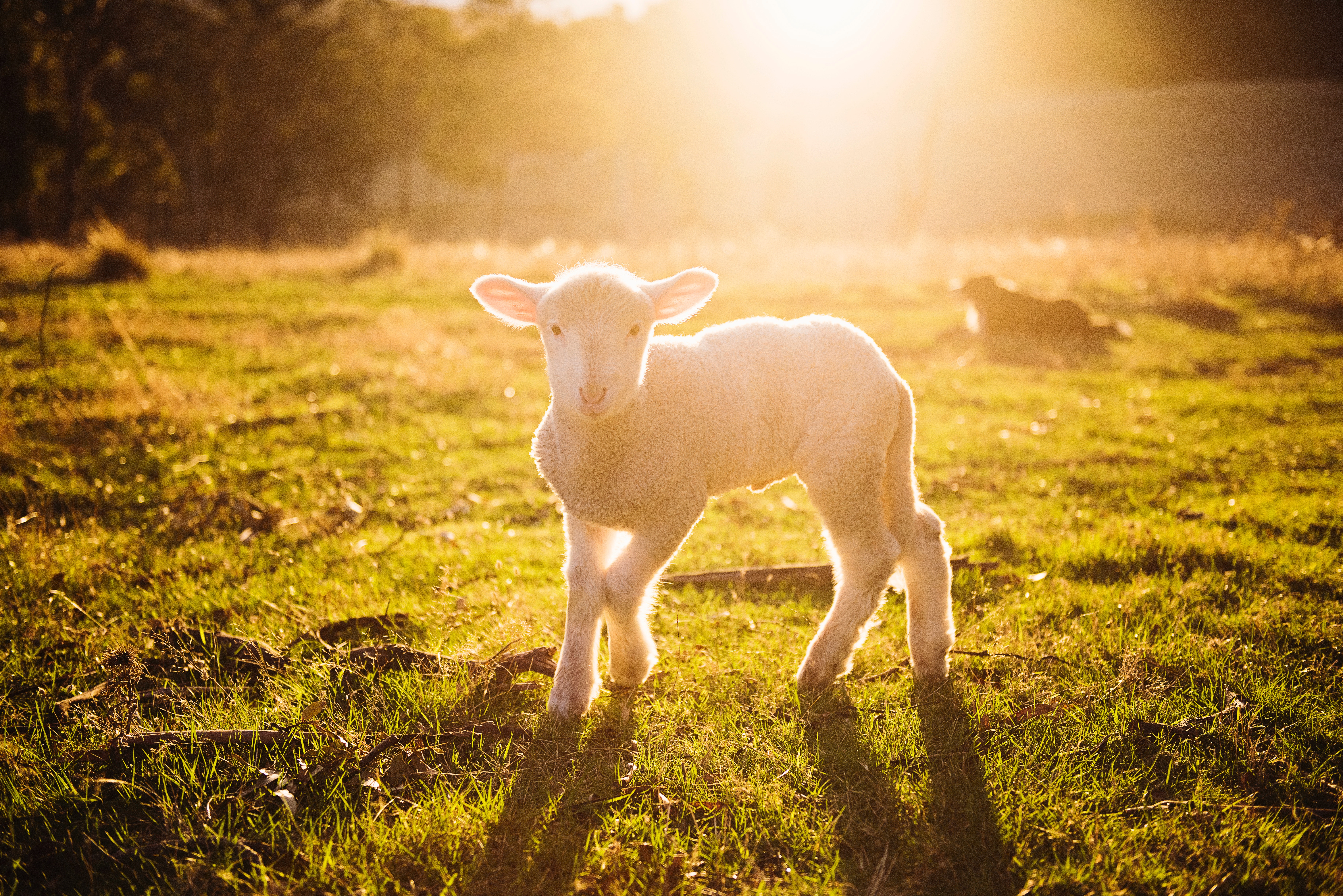 Lamb Photo, Download The BEST Free Lamb & HD Image