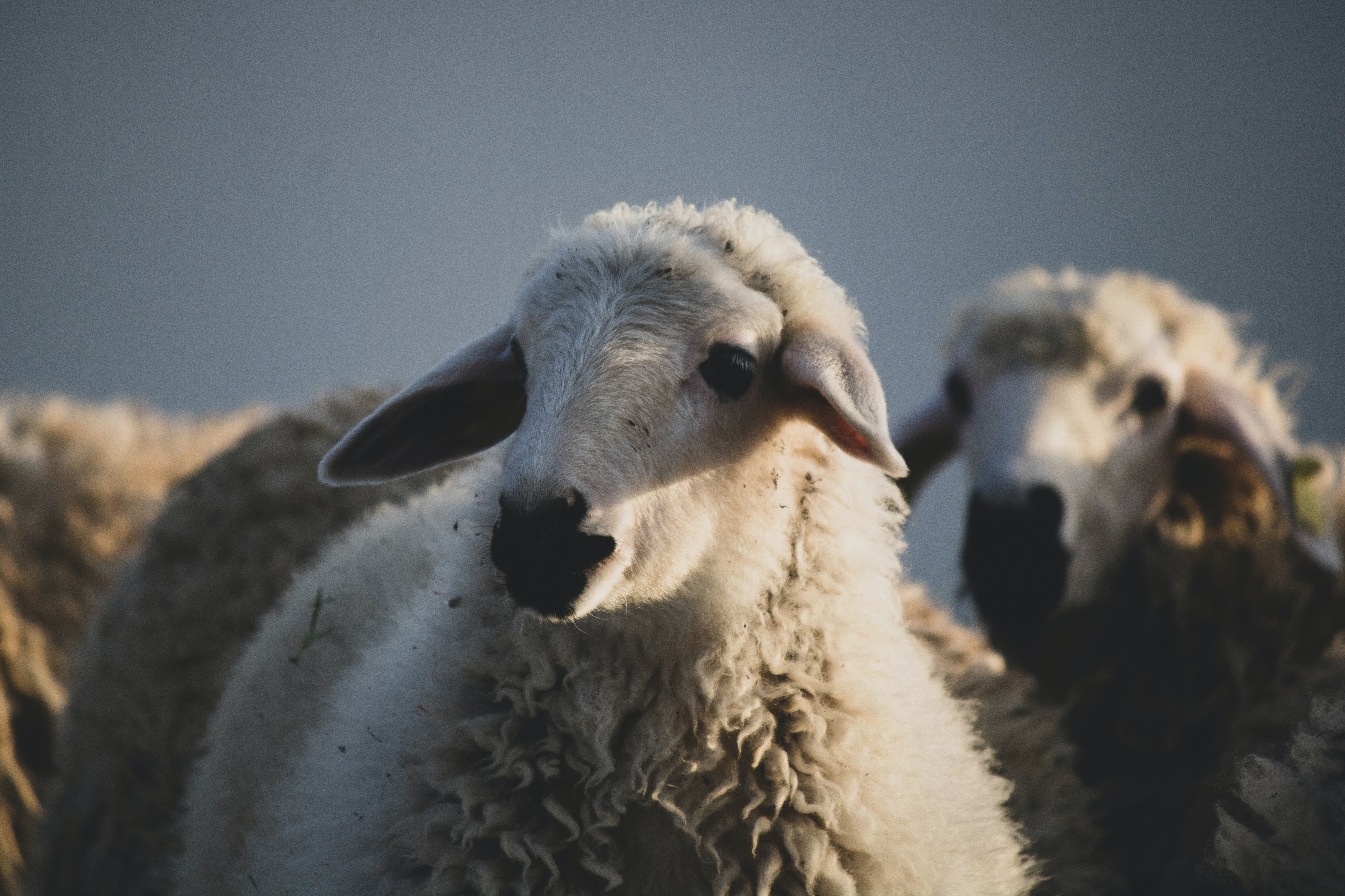 A Flock of Sheep Outdoors on the Background of a Blue Sky · Free