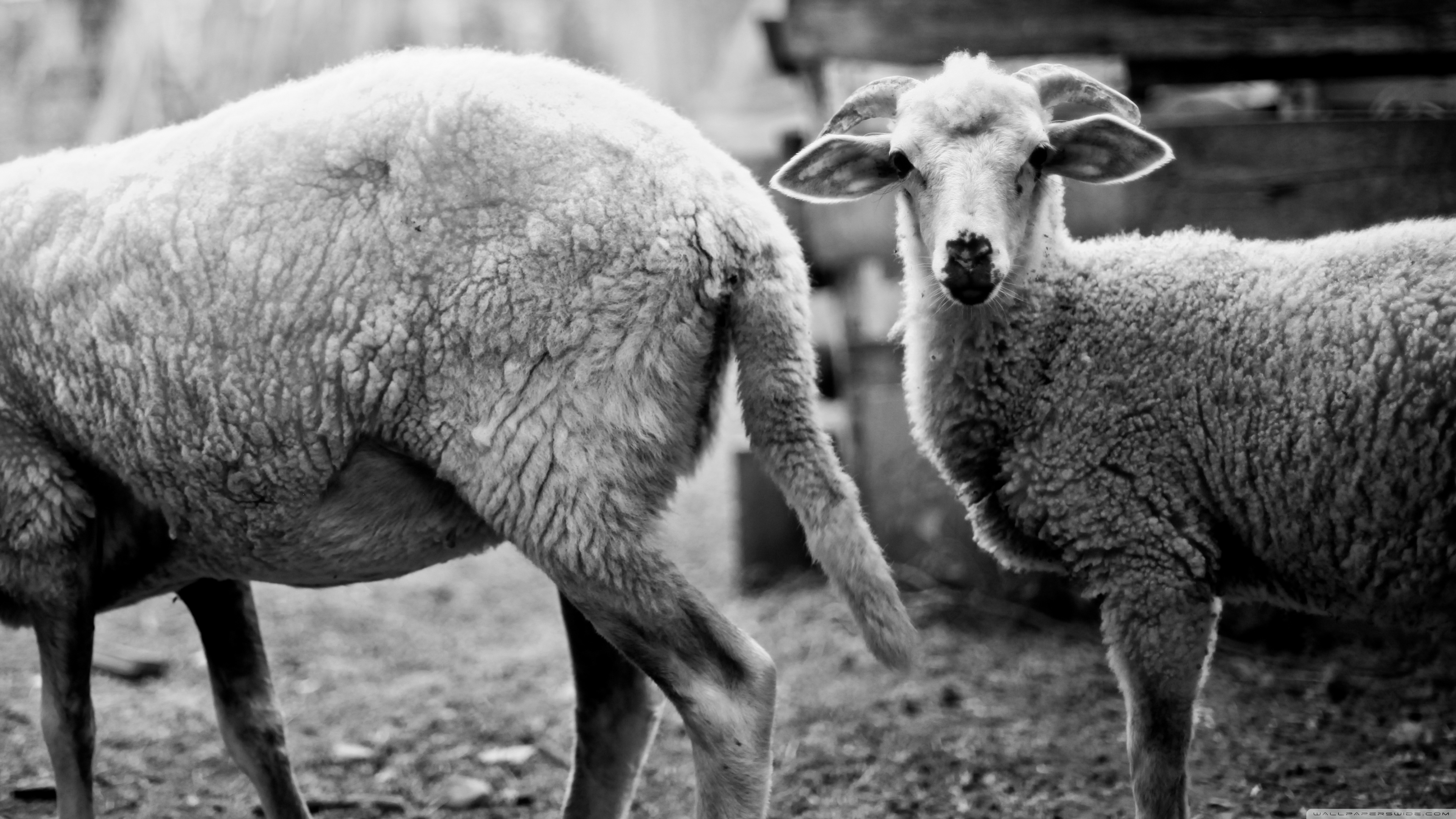 Sheep Ultra HD Desktop Background Wallpaper for 4K UHD TV, Tablet