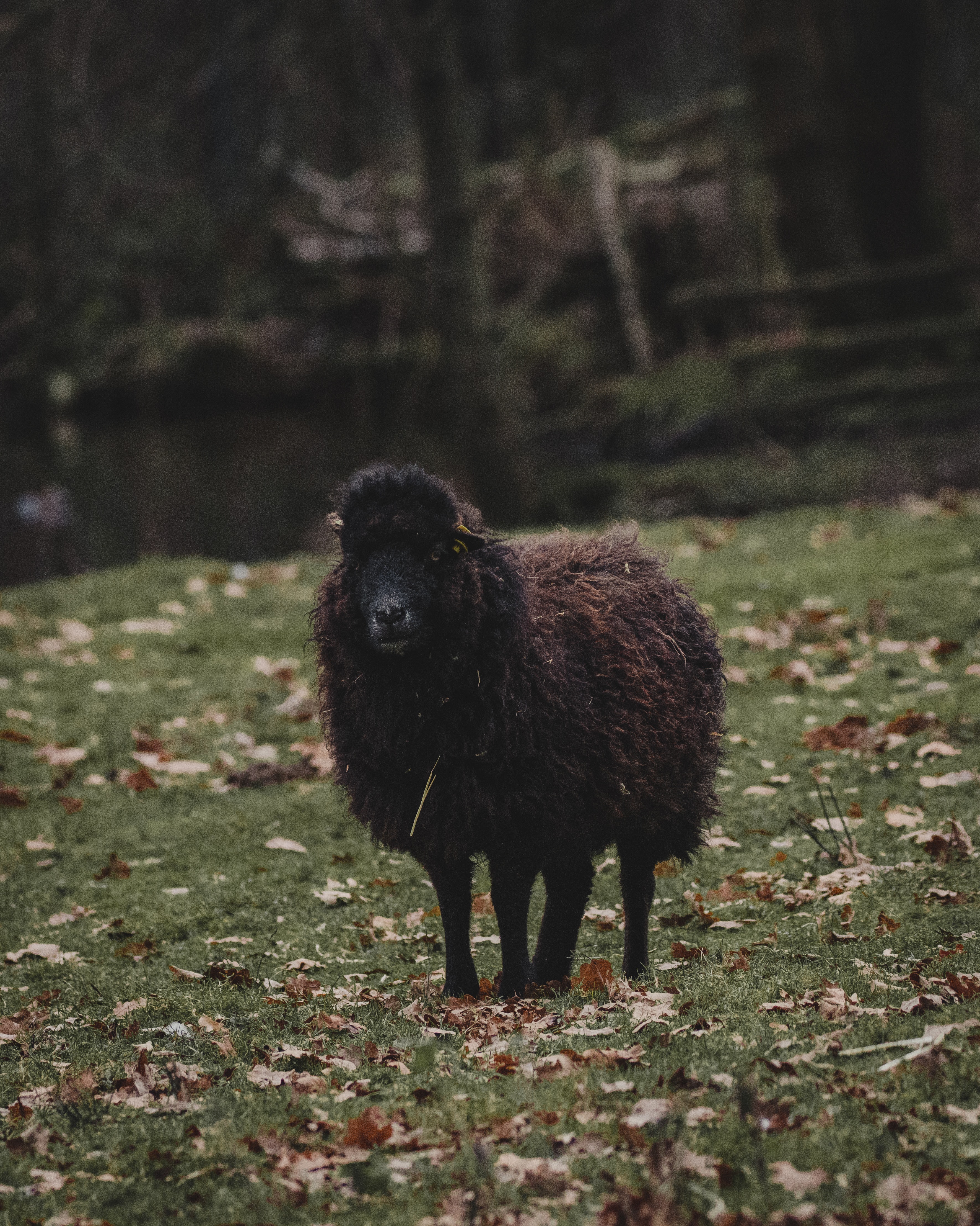 Black Sheep Photo, Download The BEST Free Black Sheep & HD Image