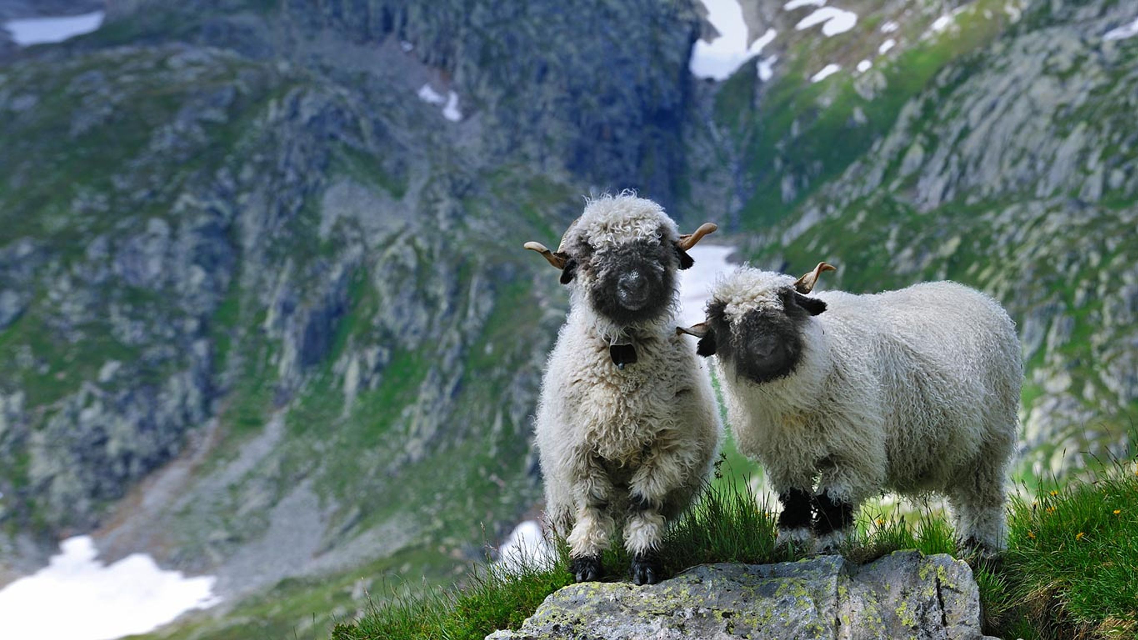 Valais blacknose sheep in Valais, Switzerland