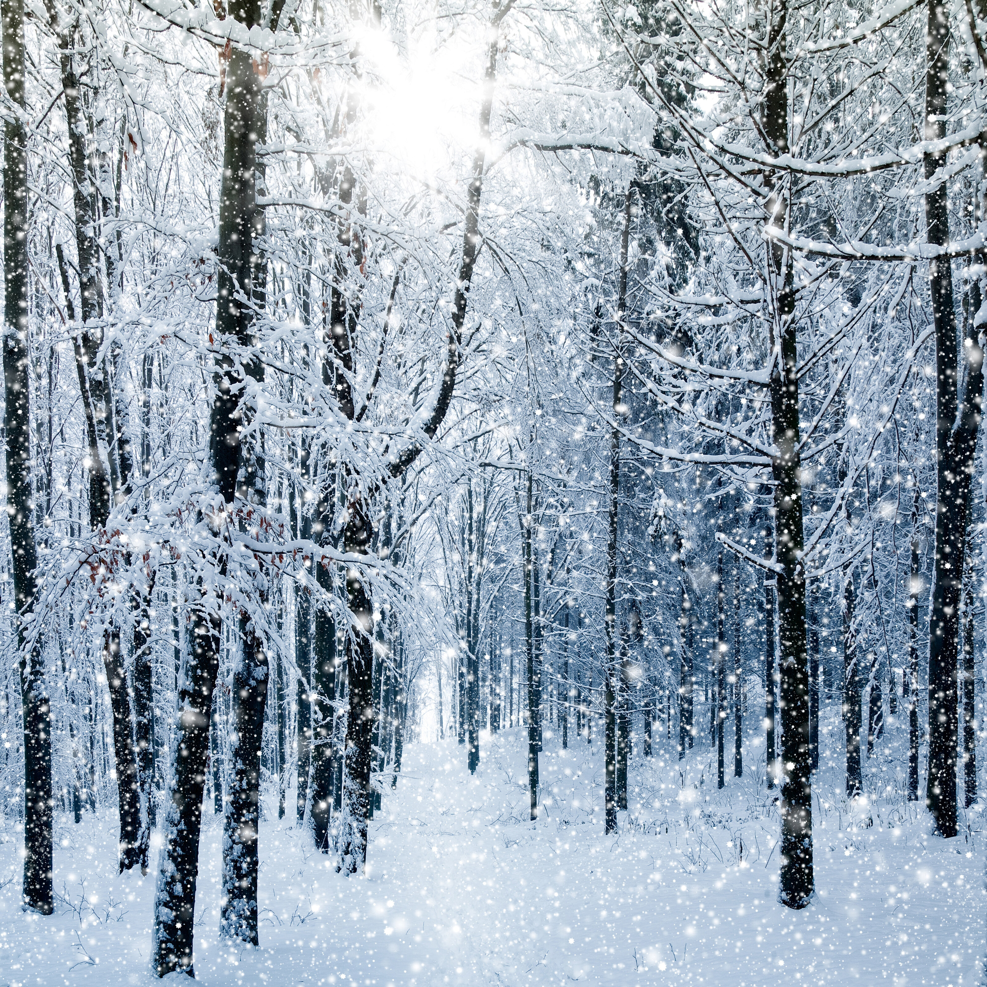 Snowy Winter Forest Wallpaper Mural