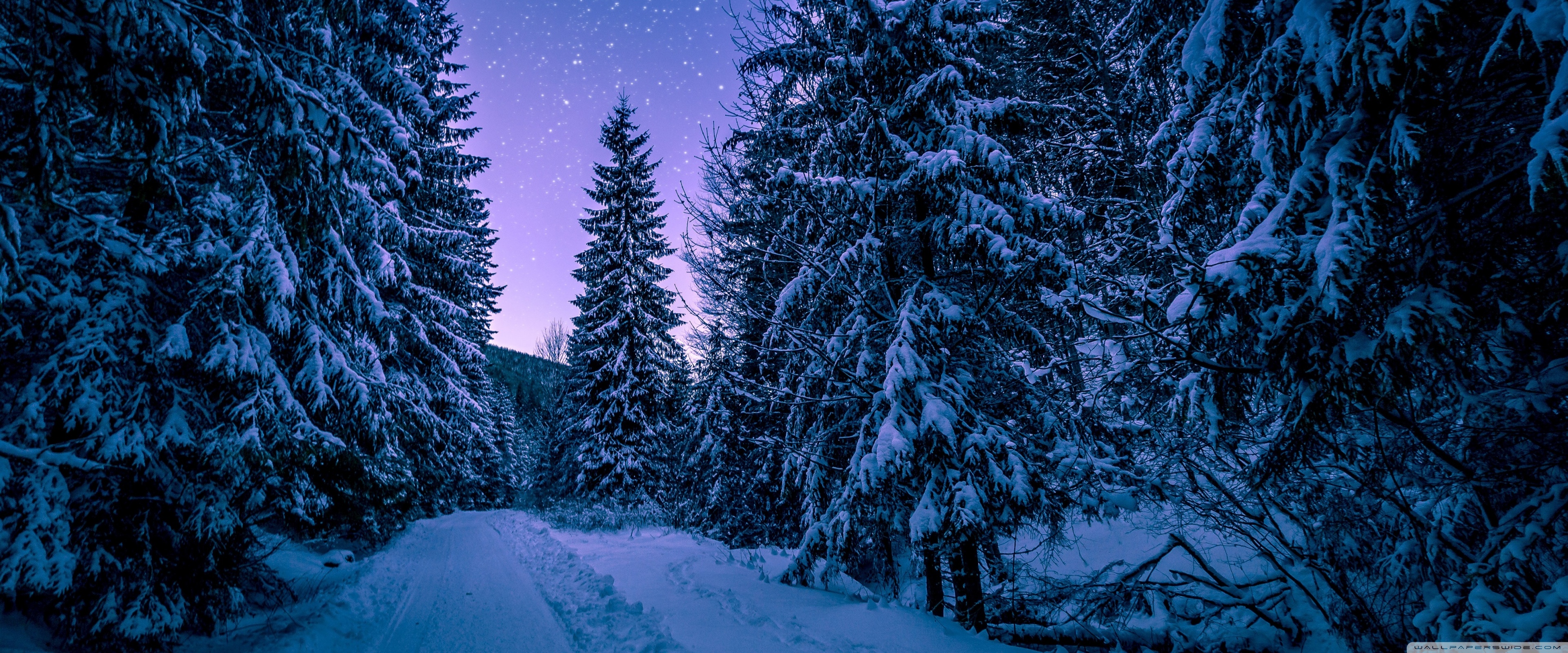 Fir Tree Forest, Snow, Winter, Night Ultra HD Desktop Background Wallpaper for 4K UHD TV, Widescreen & UltraWide Desktop & Laptop, Tablet