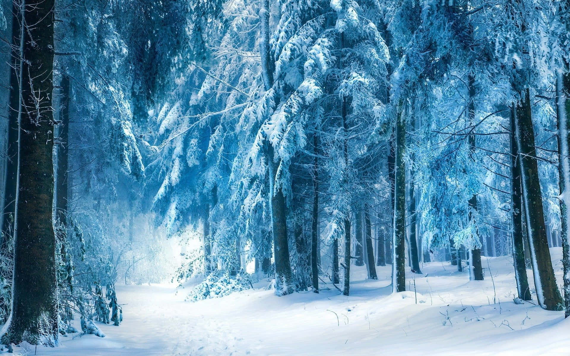 Download An idyllic snowy winter forest Wallpaper