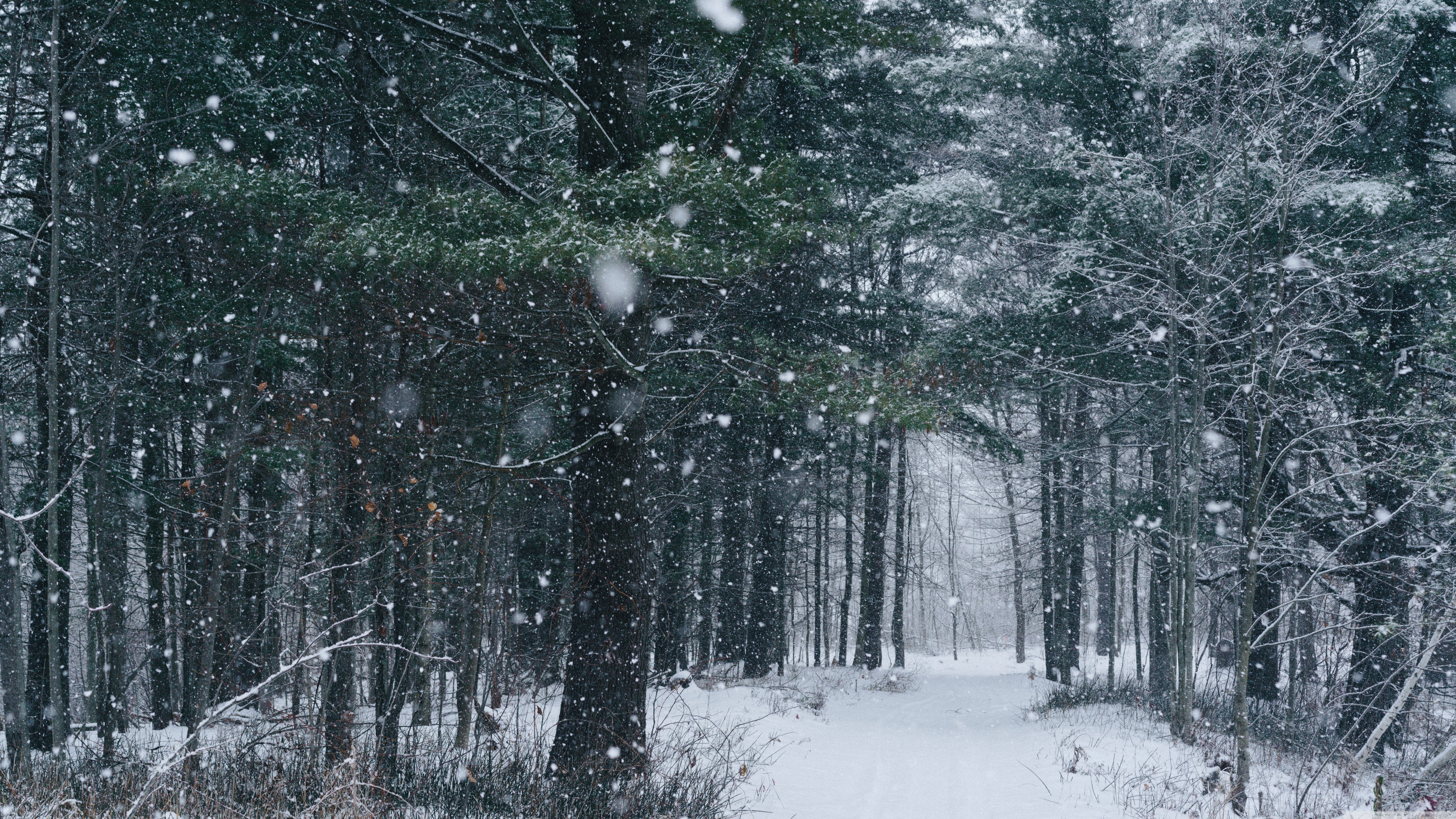 Snowfall, Path, Trees, Forest, Winter Ultra HD Desktop Background Wallpaper for 4K UHD TV, Widescreen & UltraWide Desktop & Laptop, Tablet