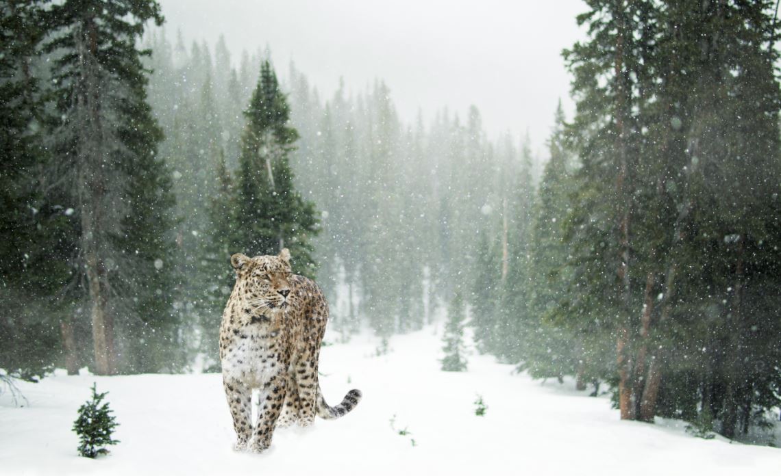 Best snow photo of today's winter wonderland in Vancouver Is Awesome