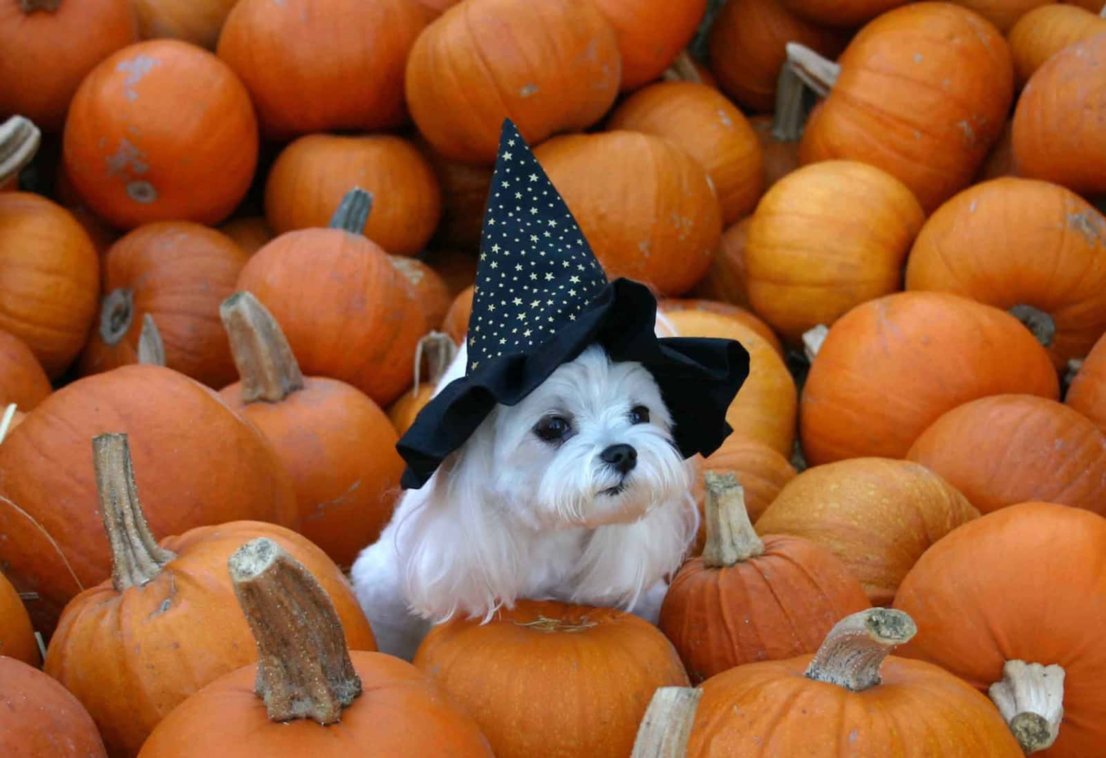 Halloween Pet Costumes Wallpaper