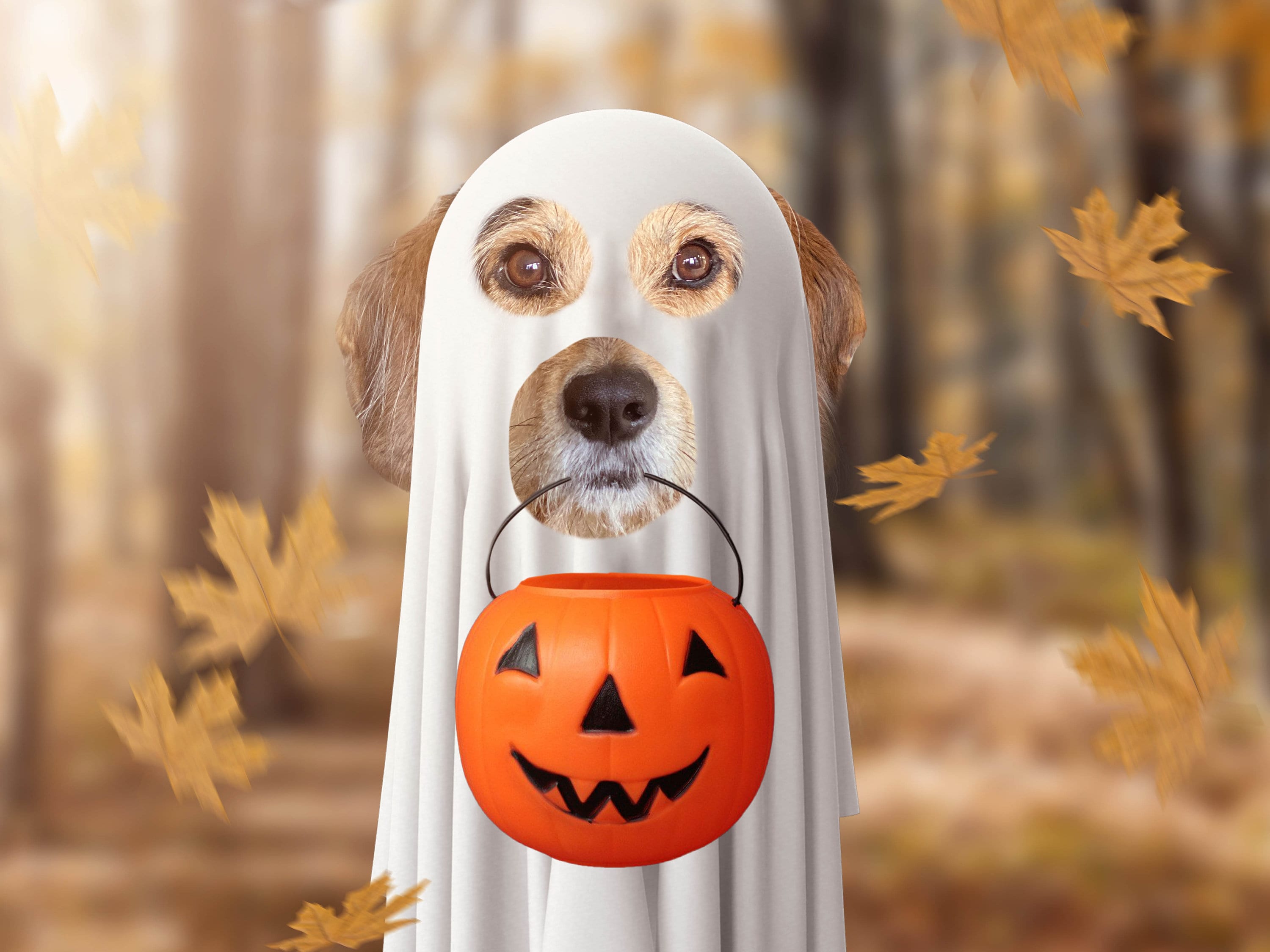 Ghost Dog Halloween Pet Cutout Halloween Digital Background