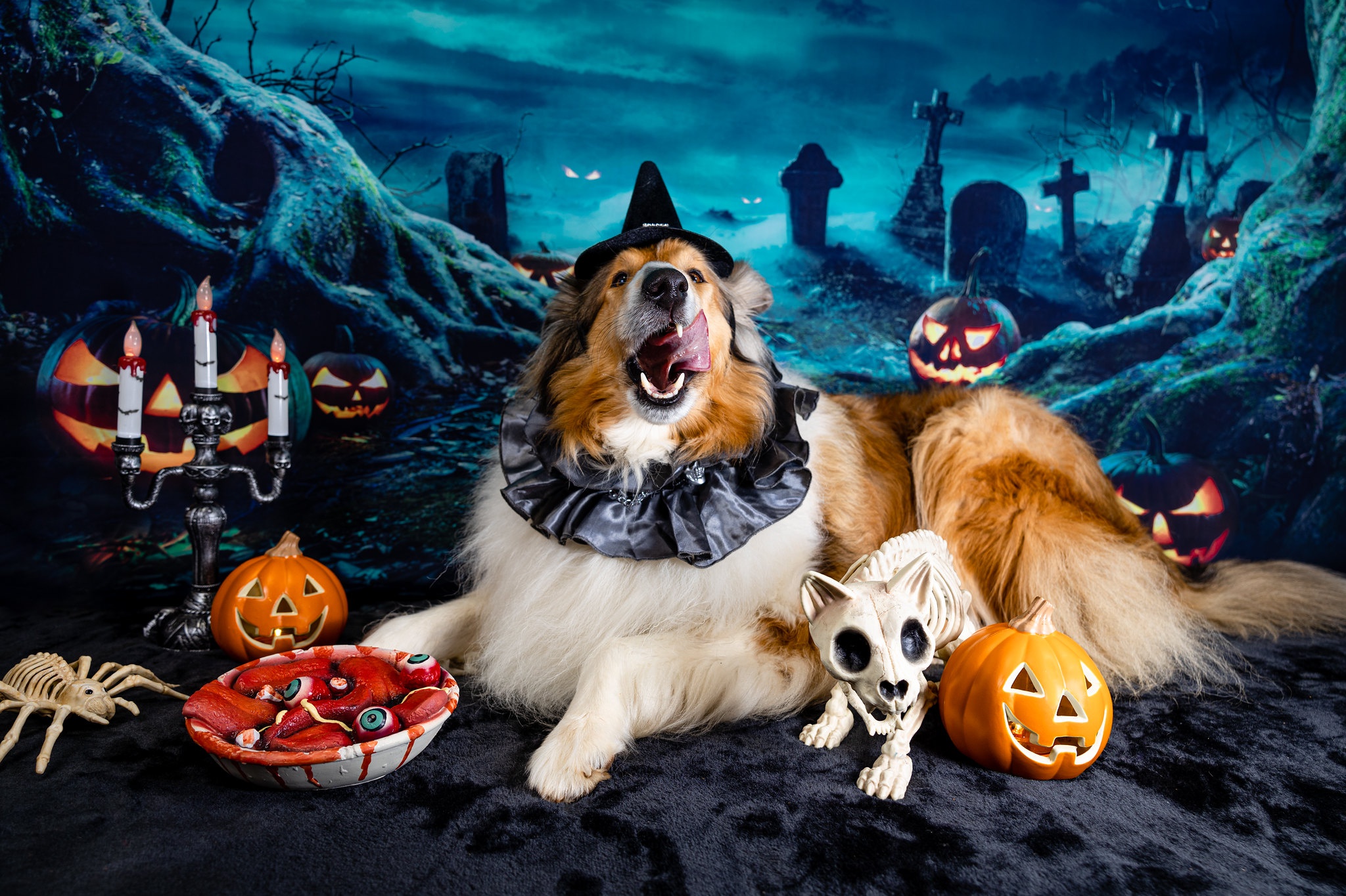 HD desktop wallpaper: Dogs, Halloween, Dog, Animal, Jack O' Lantern download free picture