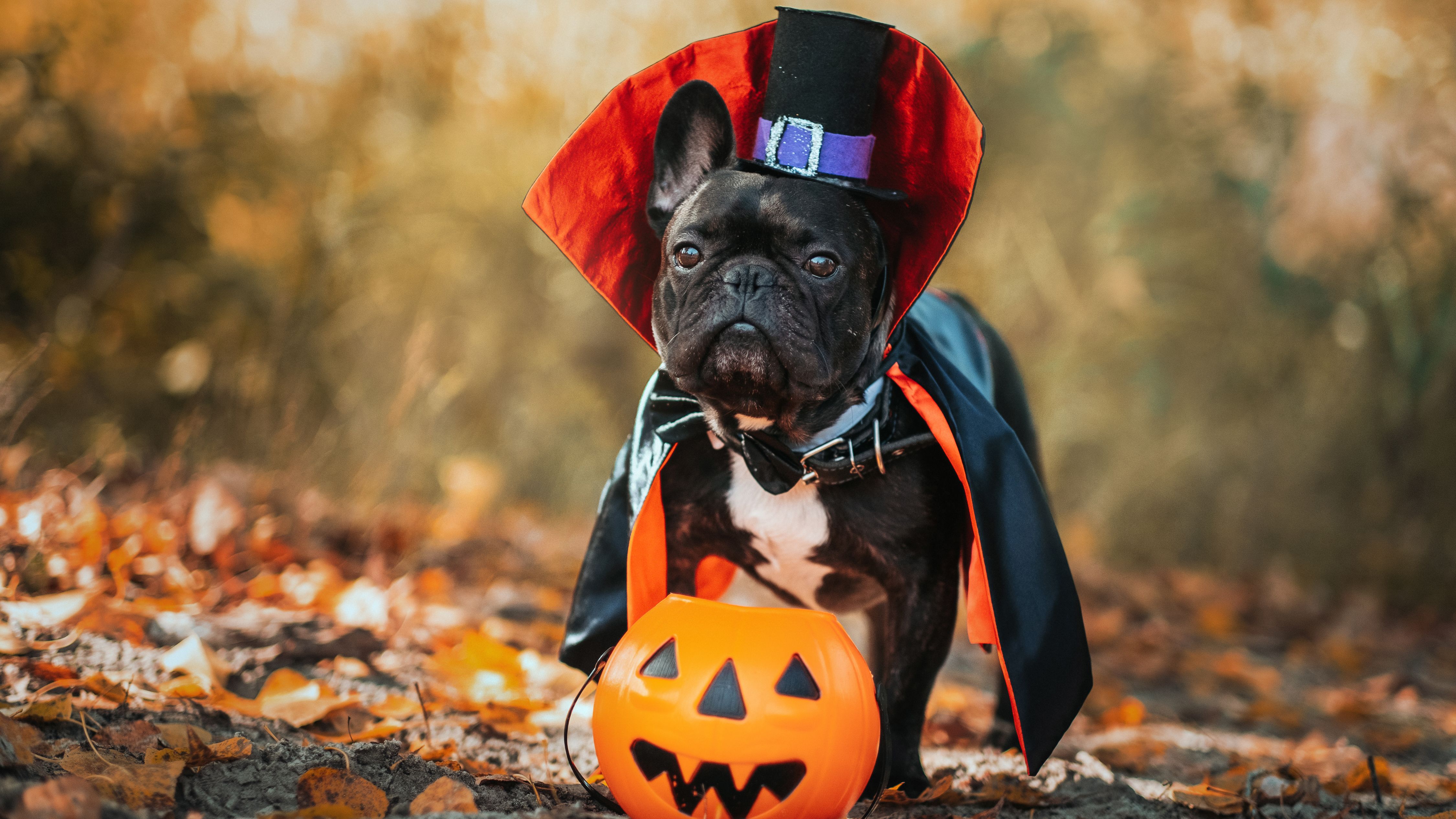adorable Pet Halloween costumes in 2022 for your furry friend