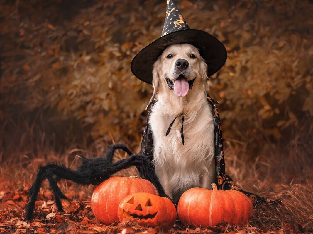 Pete the Vet: Is it fair to dress up pets at Halloween?