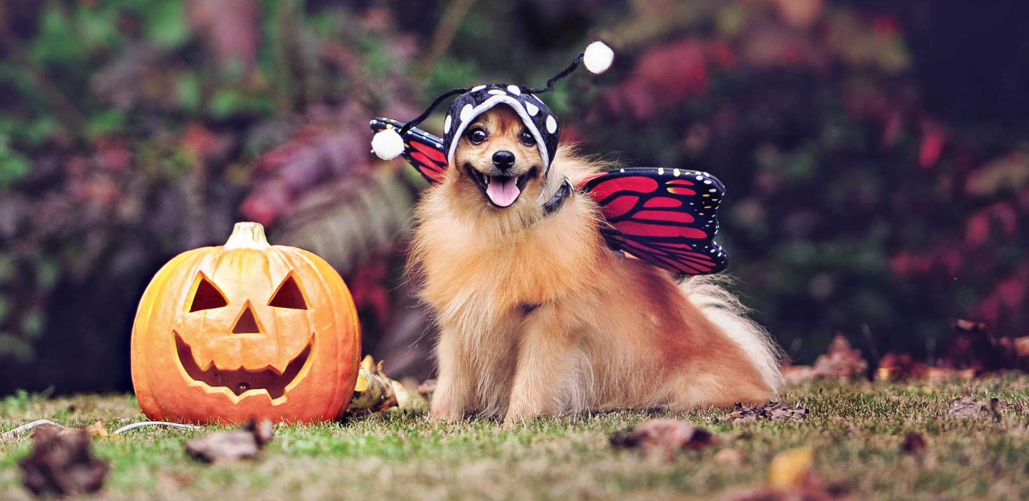 Animals Matter: Halloween will be different this year. Here's how it could affect pets