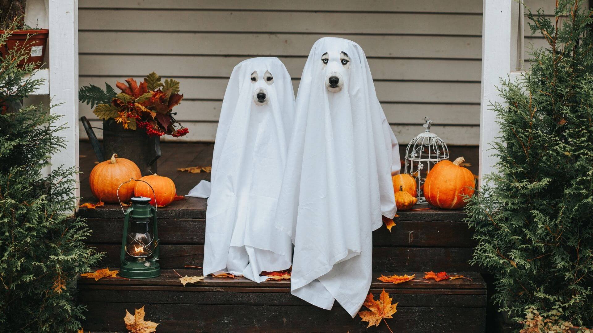 Modern Dog Costume Ideas and Examples For Halloween 2023