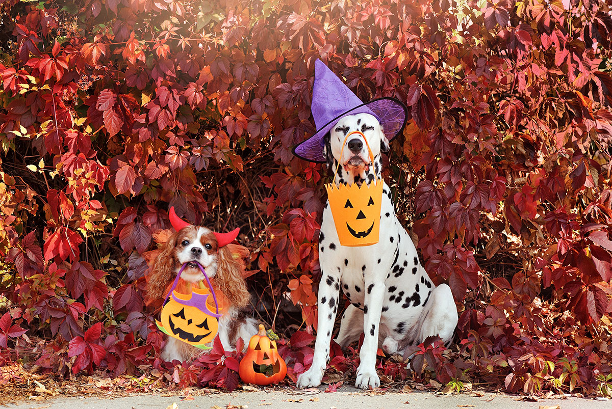 How to Keep Your Dogs Safe This Halloween in the Hudson Valley